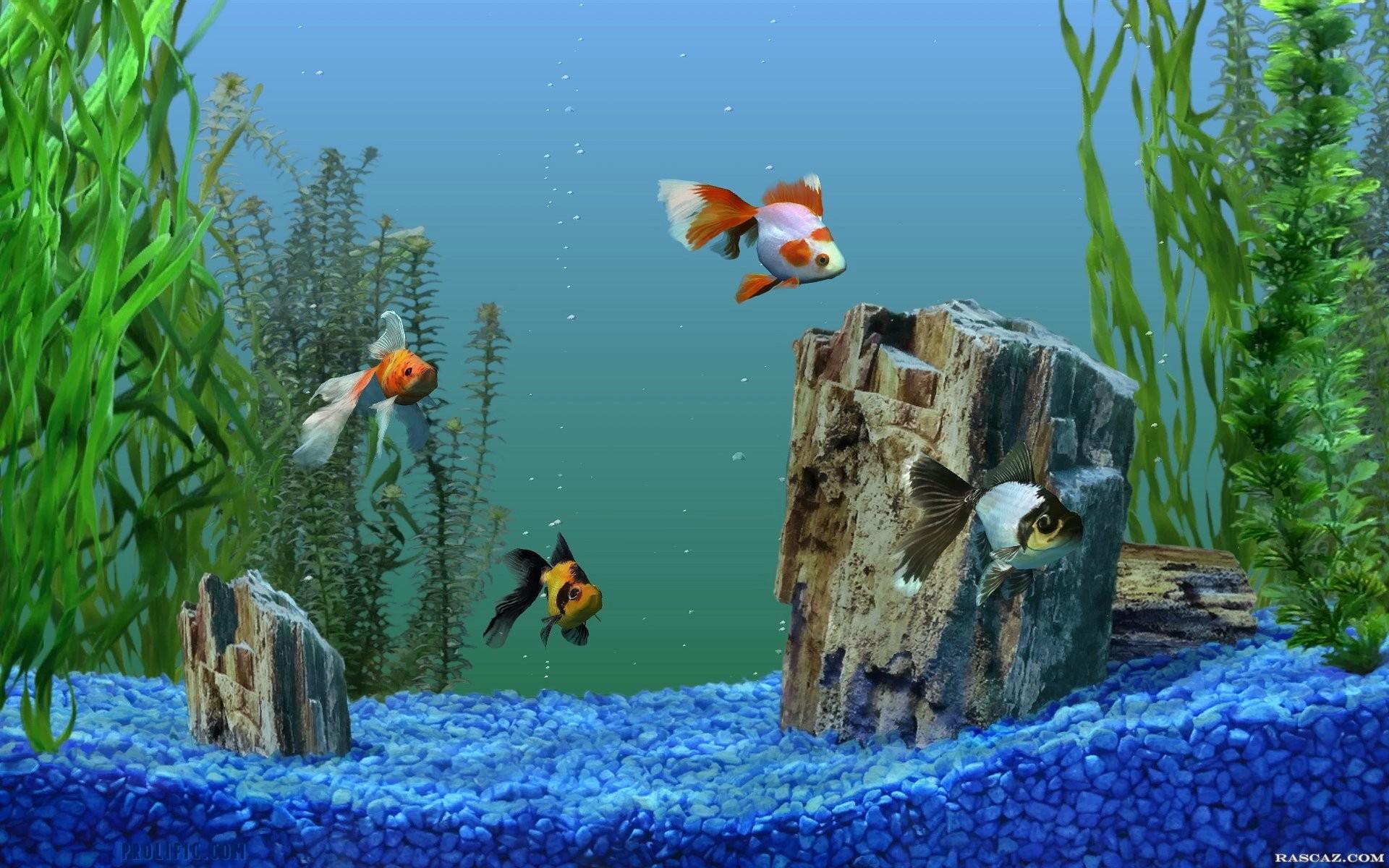 Aquarium fish pictures wallpapers