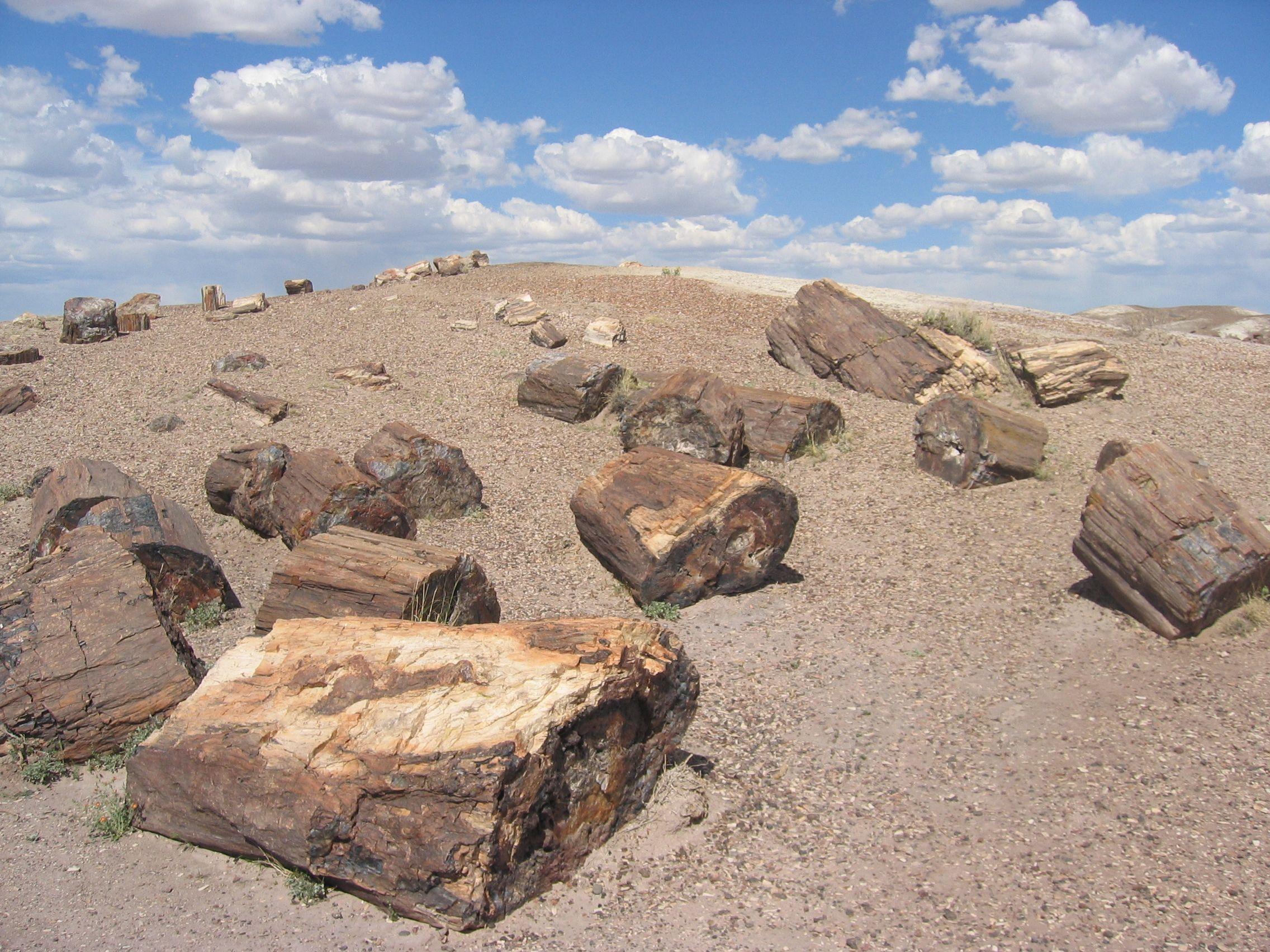 File:Petrified Forest National Park Wood