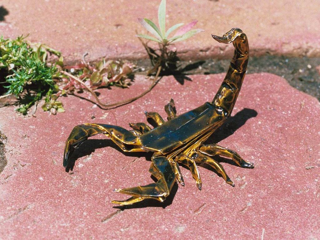 Animals For > Scorpion Image Wallpapers