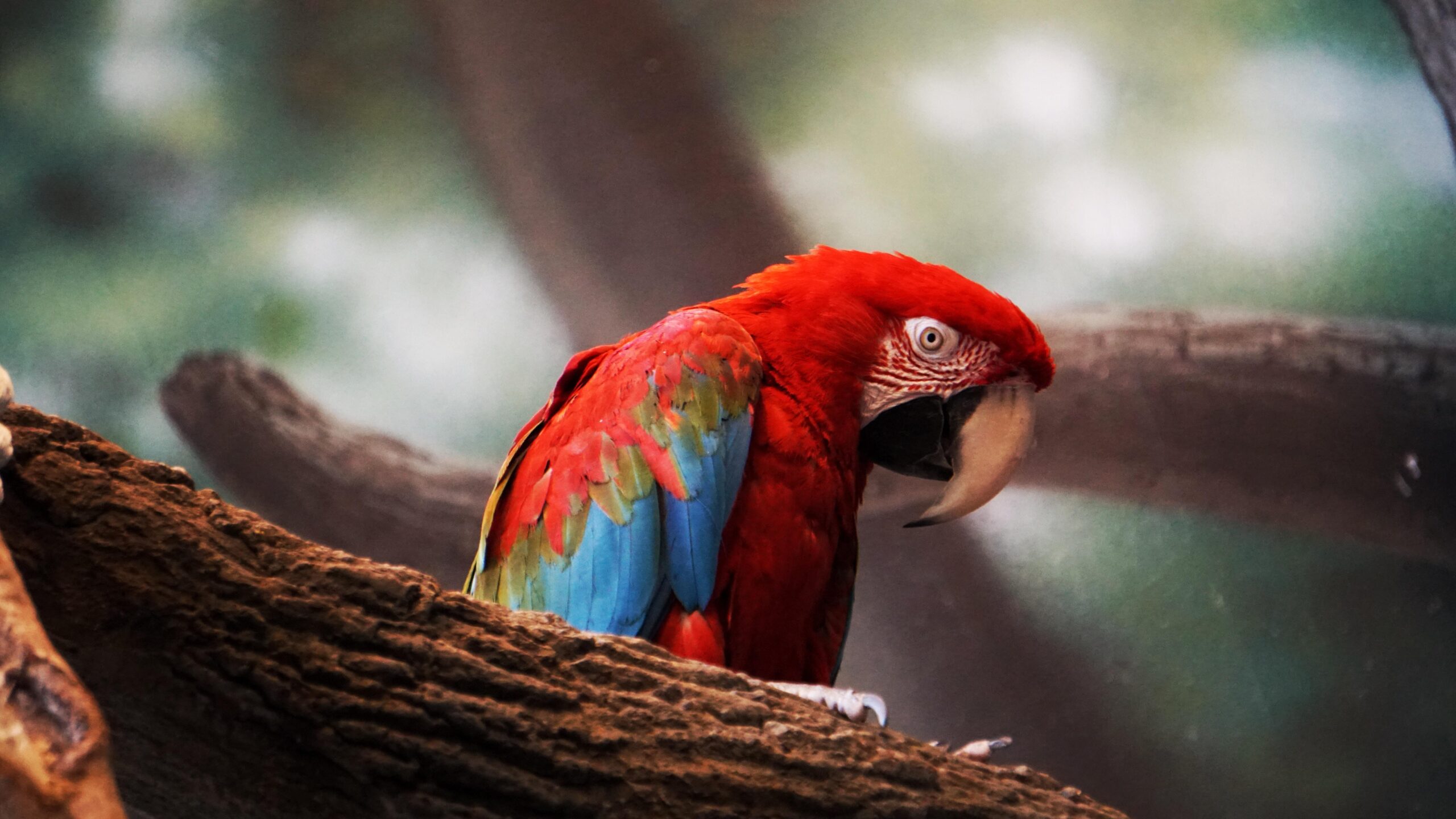 Macaw Parrot Closeup, HD Birds, 4k Wallpapers, Image, Backgrounds