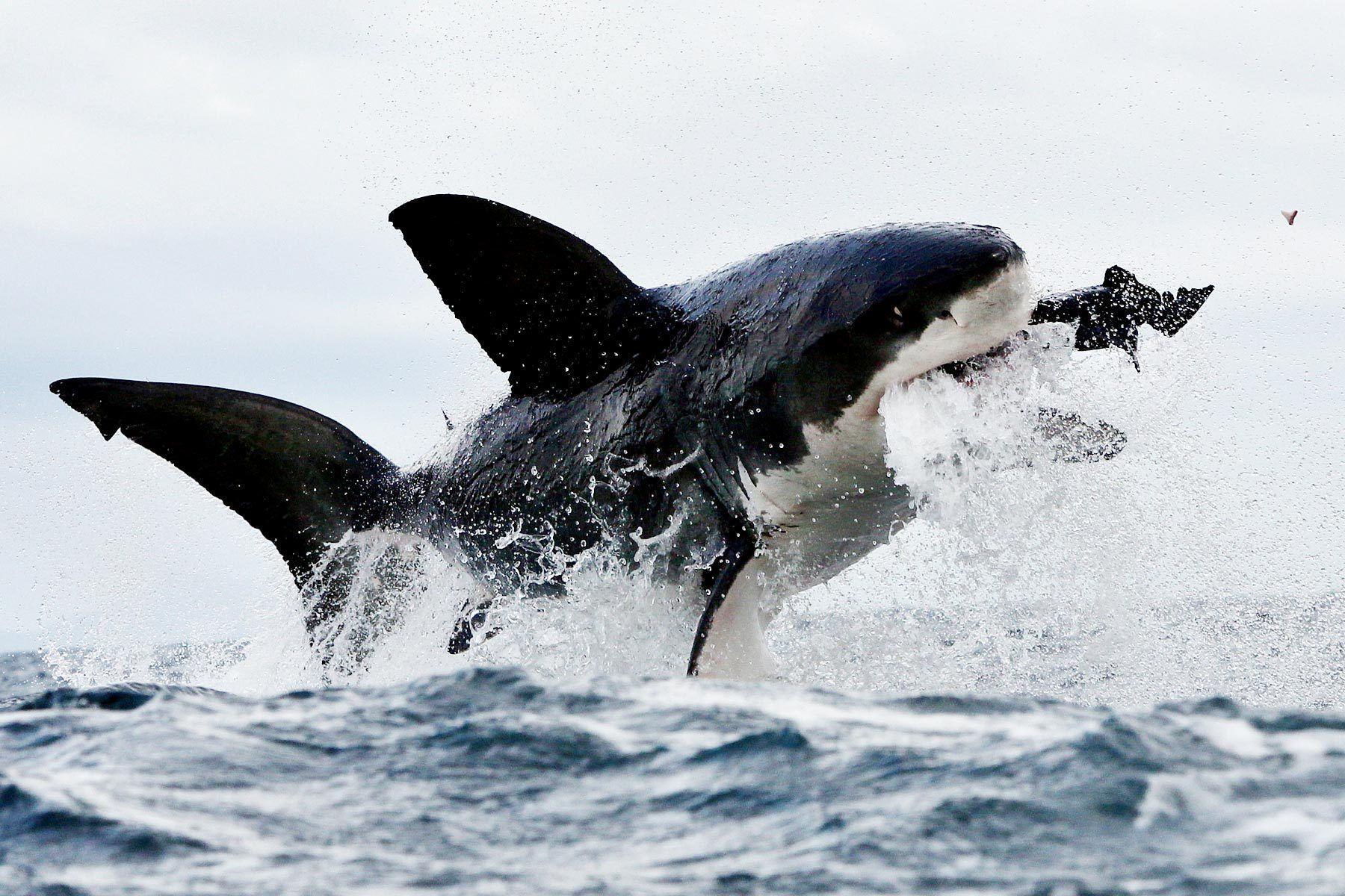 24 Great White Shark Wallpapers