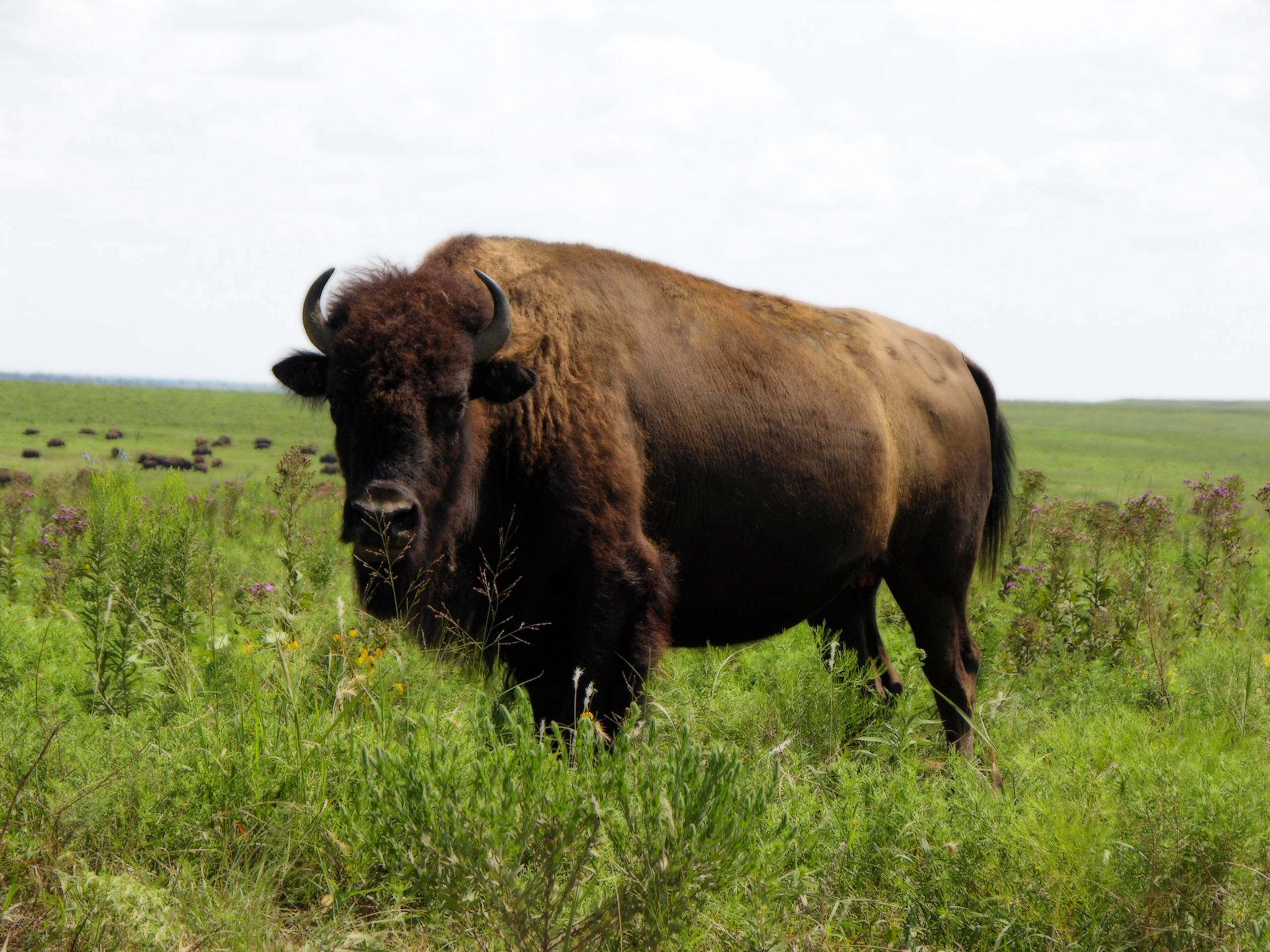 Bison Picture