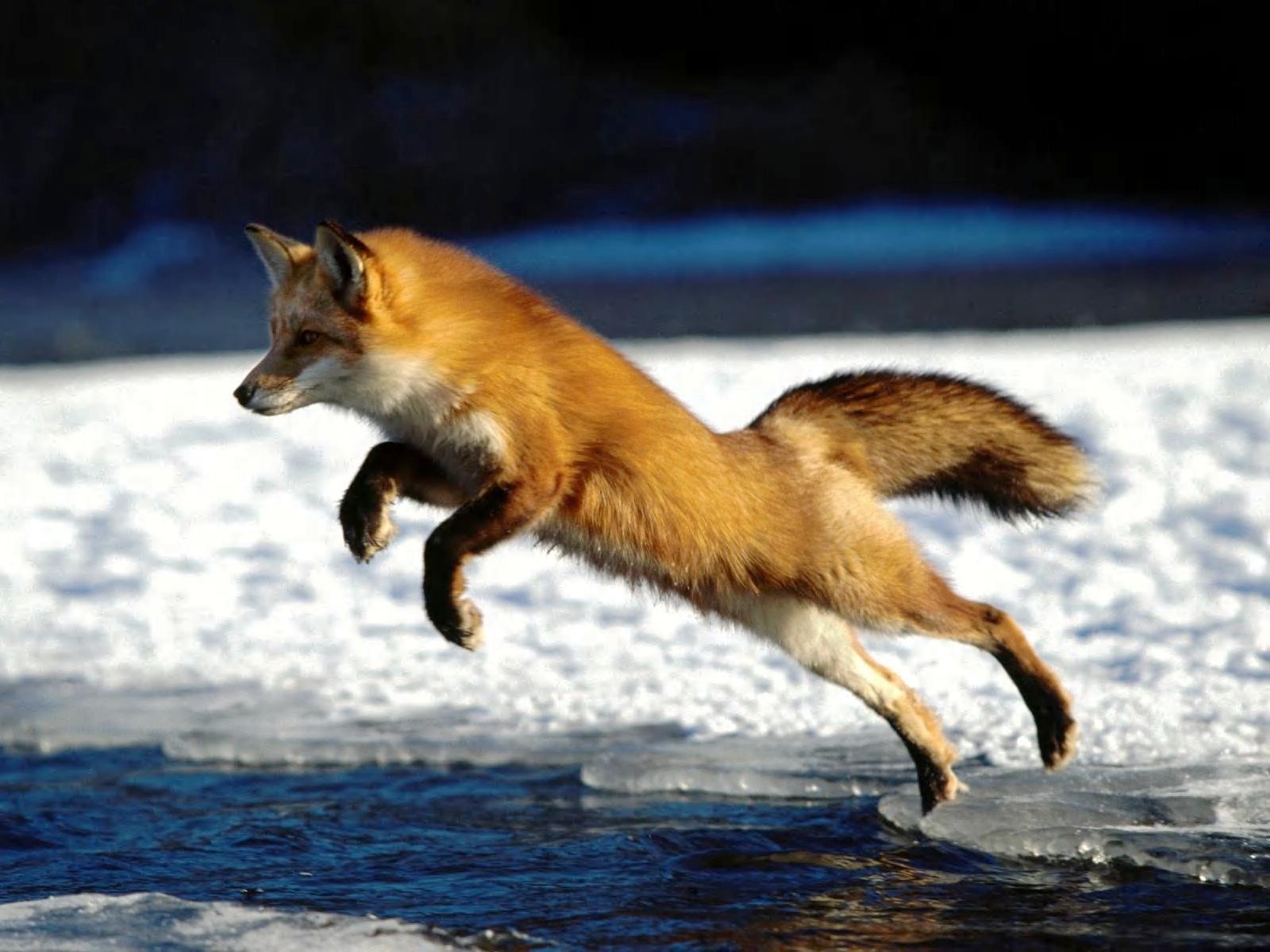 Red Fox