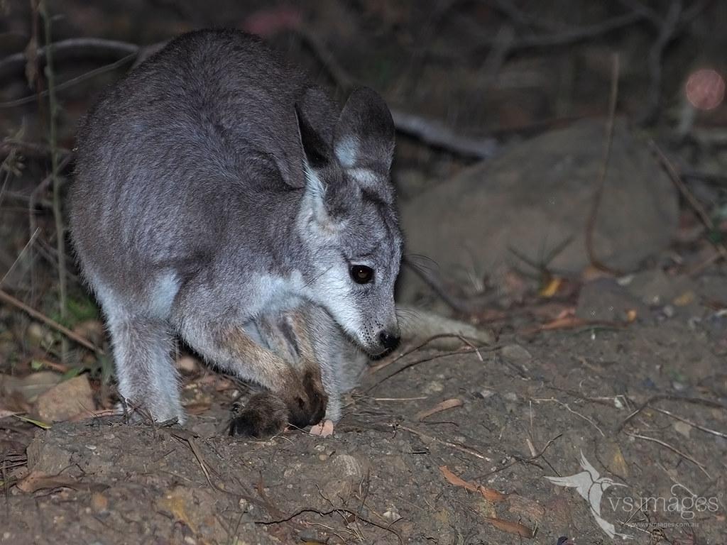 Common Wallaroo