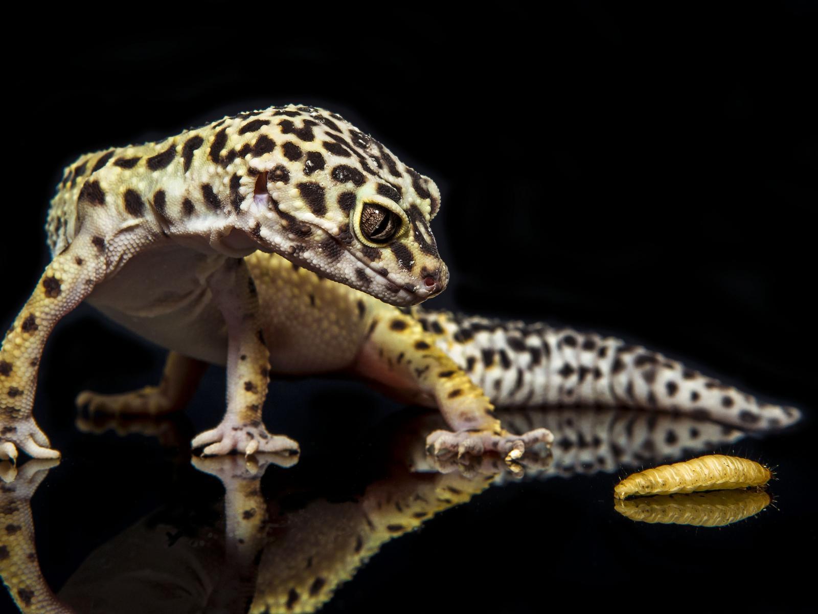 Gecko Wallpapers 5