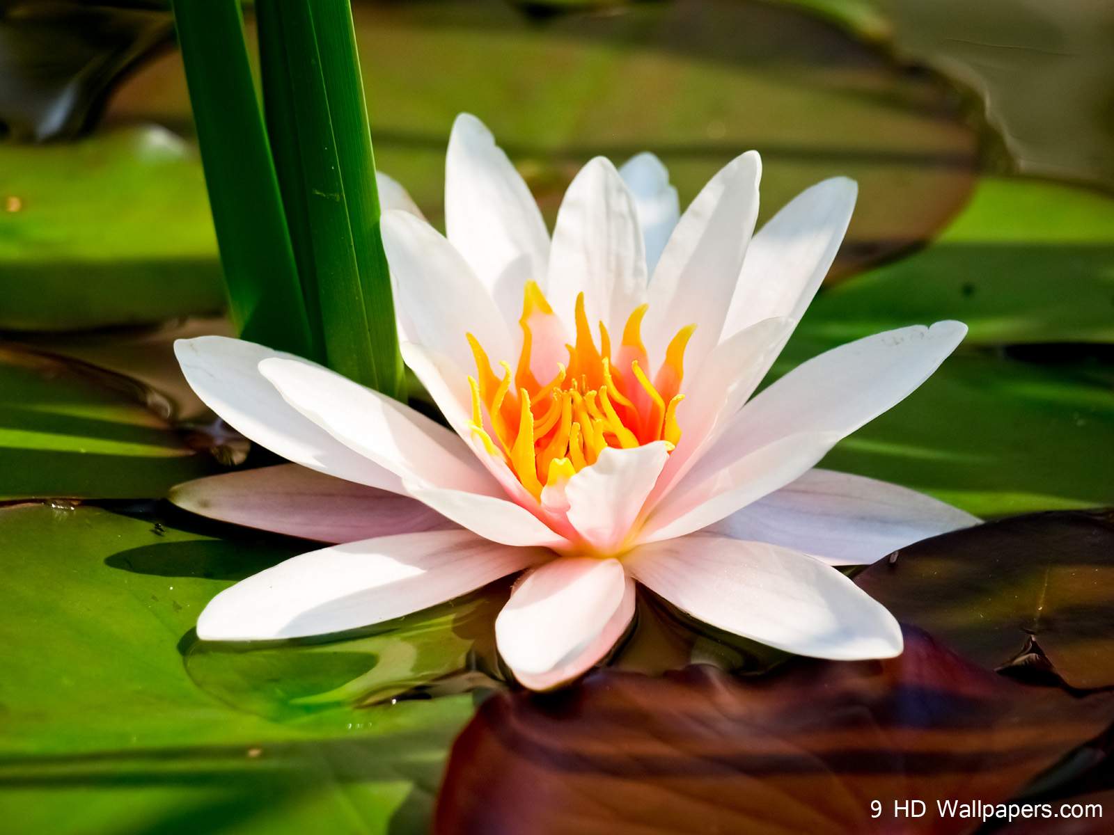 Lotus Flower HD Wallpapers, Flowers Image And Photos – Full HD