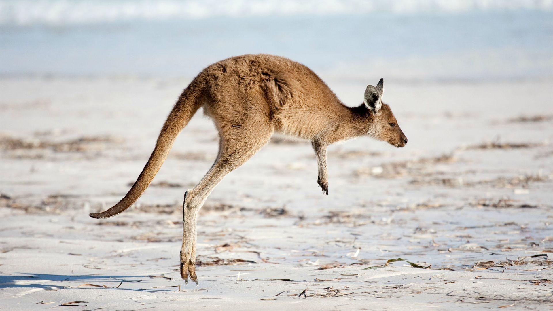 Kangaroo Wallpapers Image Photos Pictures Backgrounds