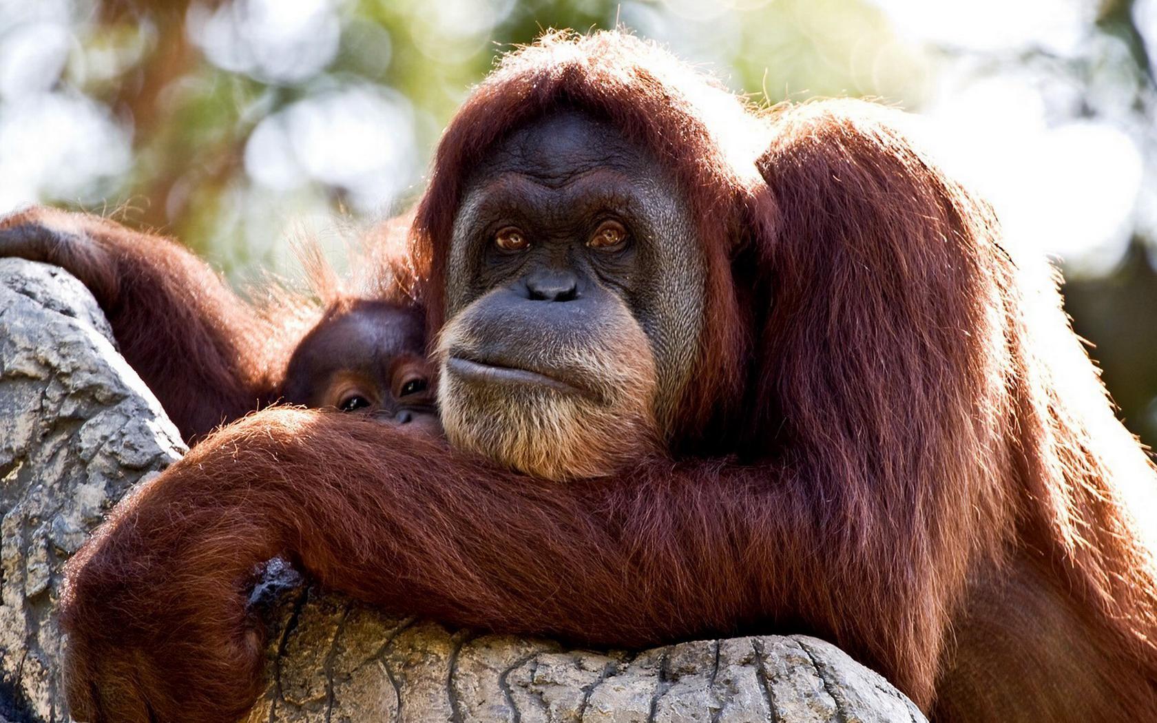 Orangutan Wallpapers and Backgrounds Image