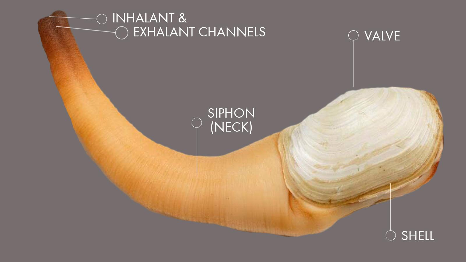 Geoducks: The World’s Most NSFW Mollusk