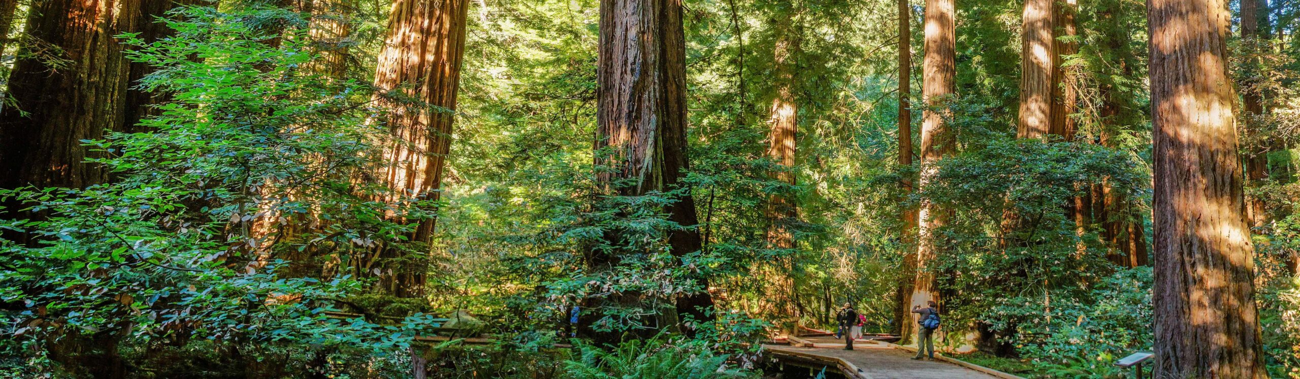 Northern California Redwoods Map Free Printable Muir Woods National