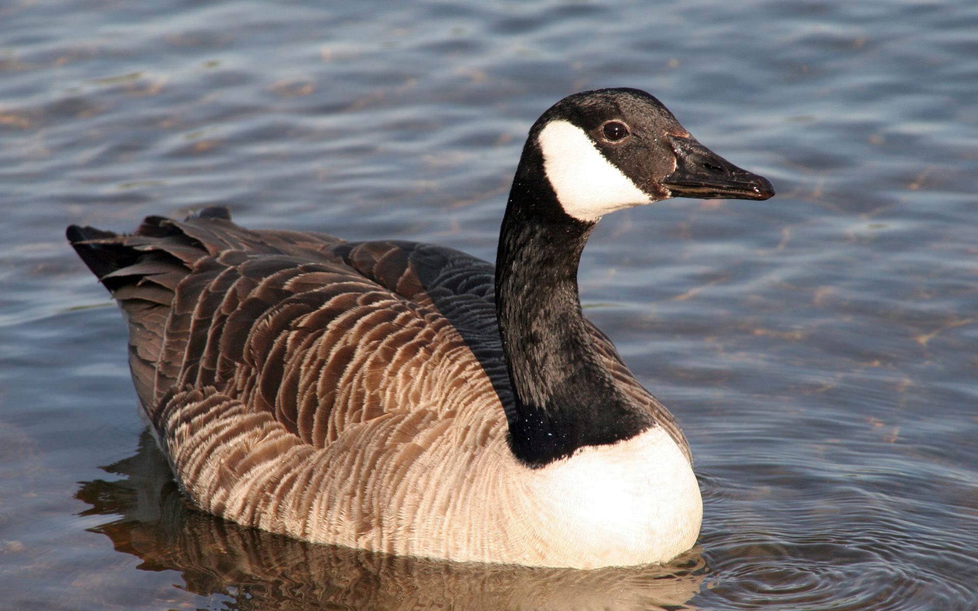 goose pictures A3