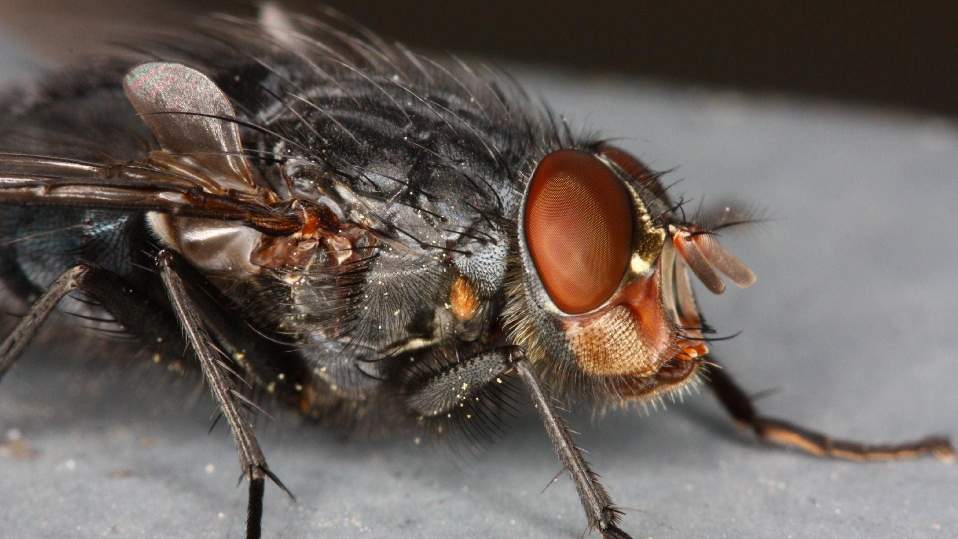 Macro photography of housefly HD wallpapers