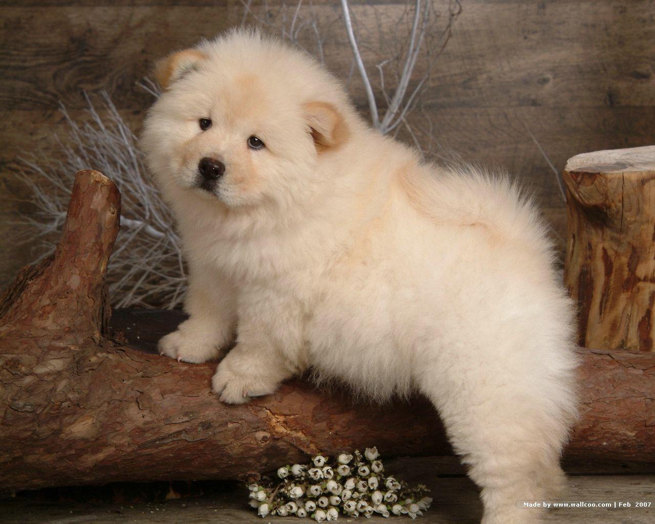 Chow Chow Wallpapers 5