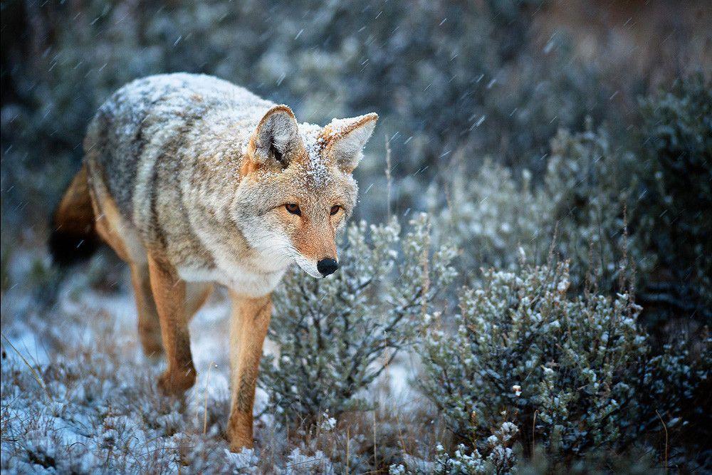 Coyote Photos