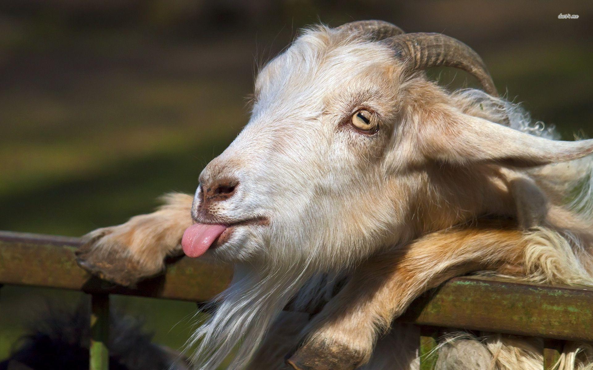 Download Goat HD Wallpapers for Free, BsnSCB Graphics