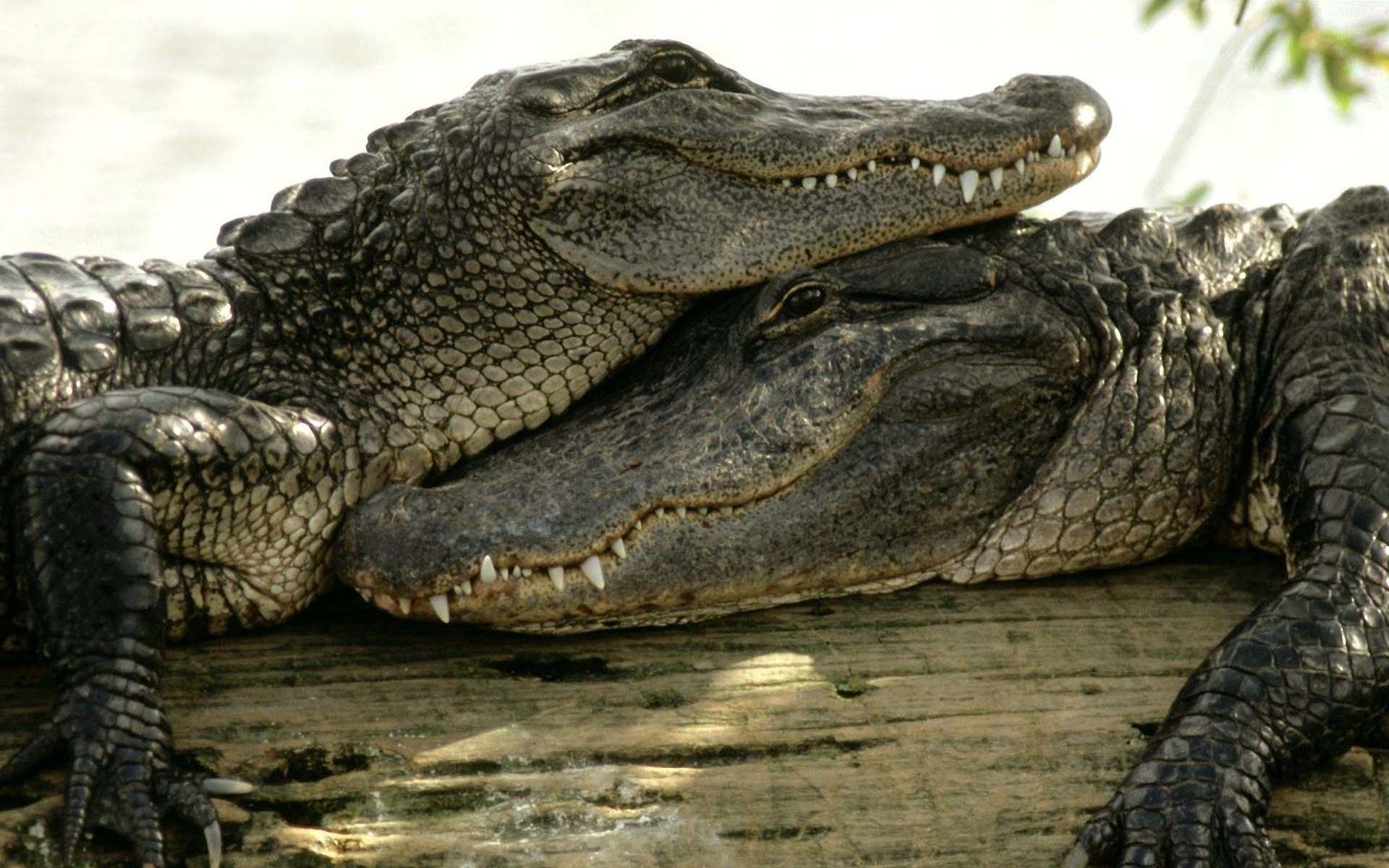 Animal Crocodile Couple Hug Image Wallpapers