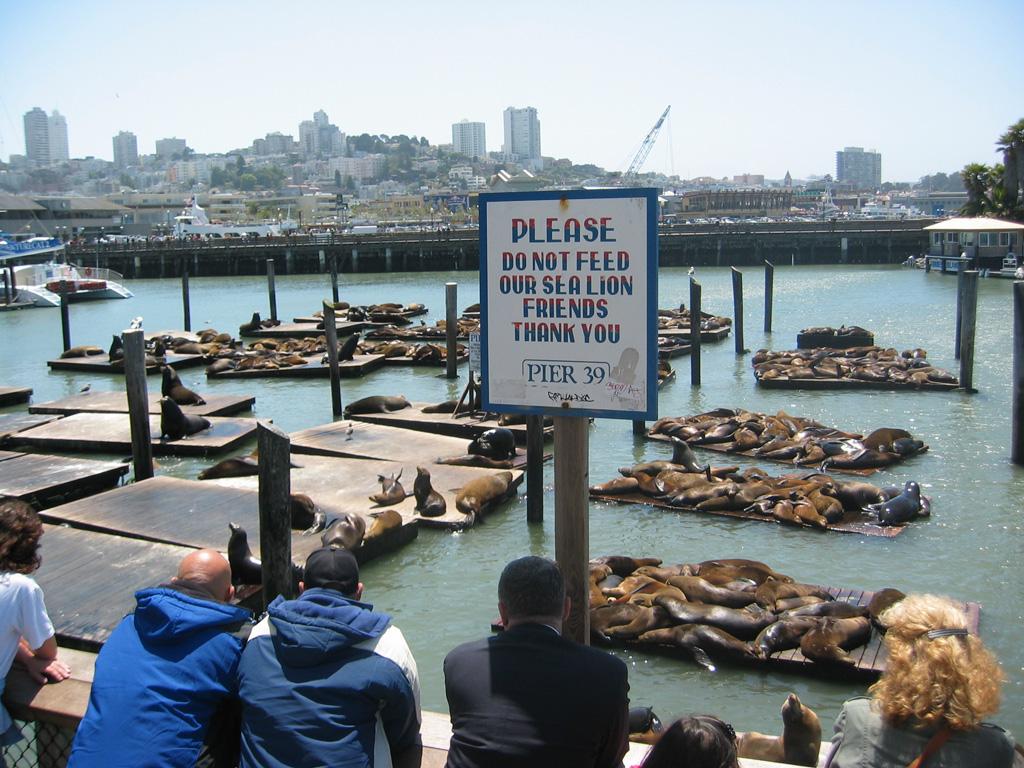 Free Pier 39 and Fisherman’s Wharf Pictures and Stock Photos