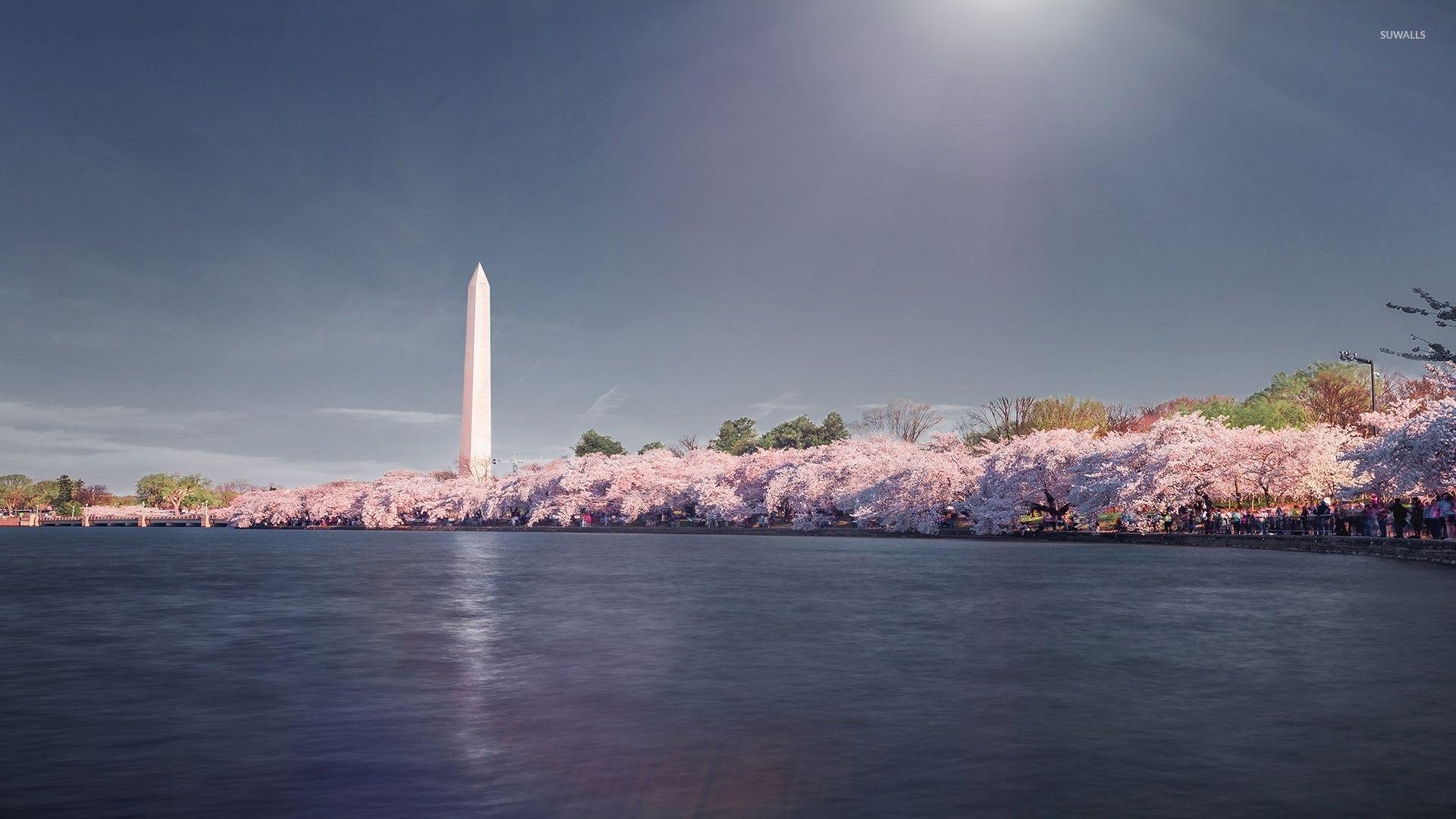 Cherry blossoms near Washington Monument wallpapers