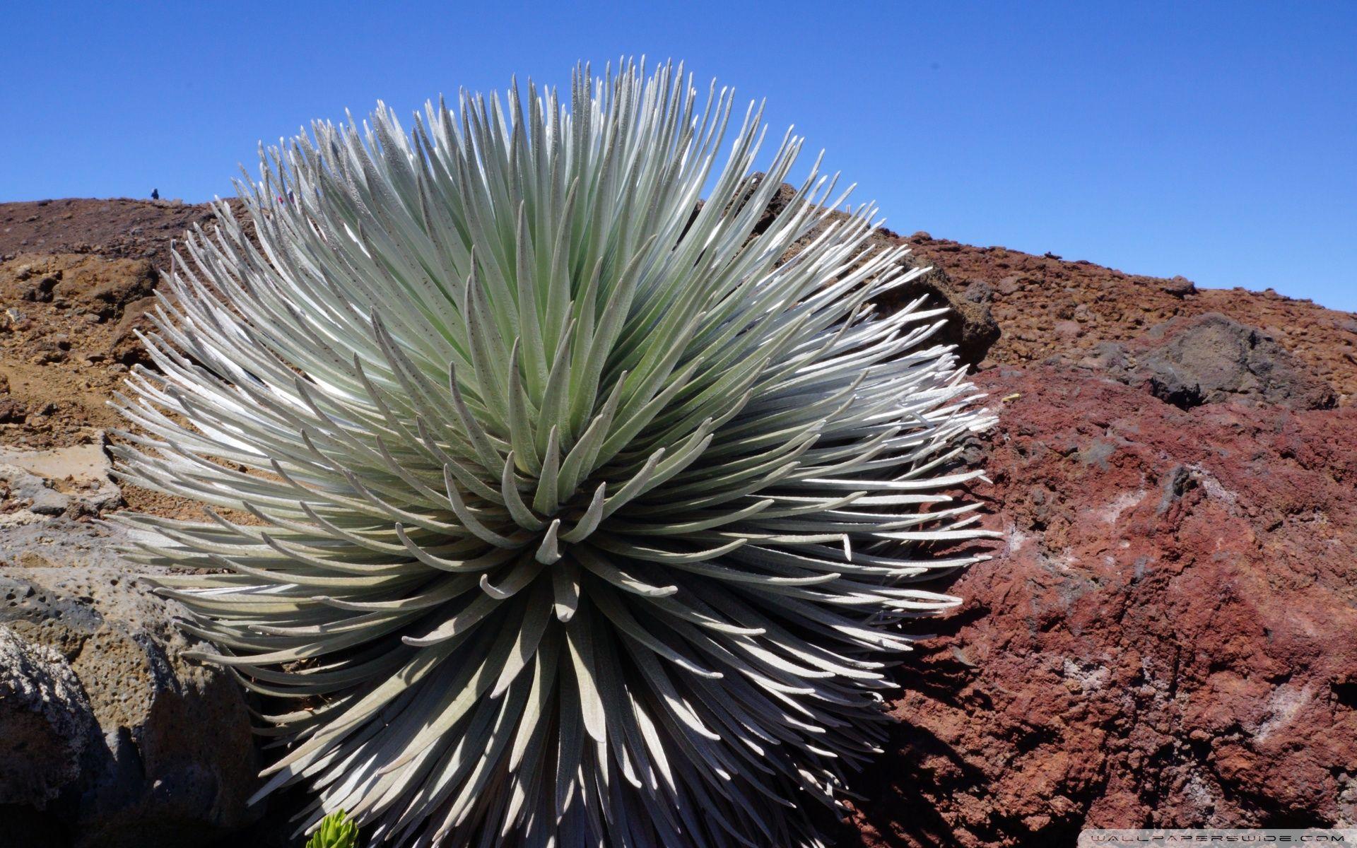 Haleakala National Park, Maui, Hawaii ❤ 4K HD Desktop Wallpapers