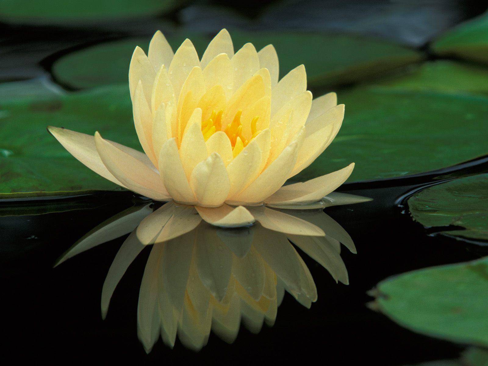 Lotus Flower Wallpapers