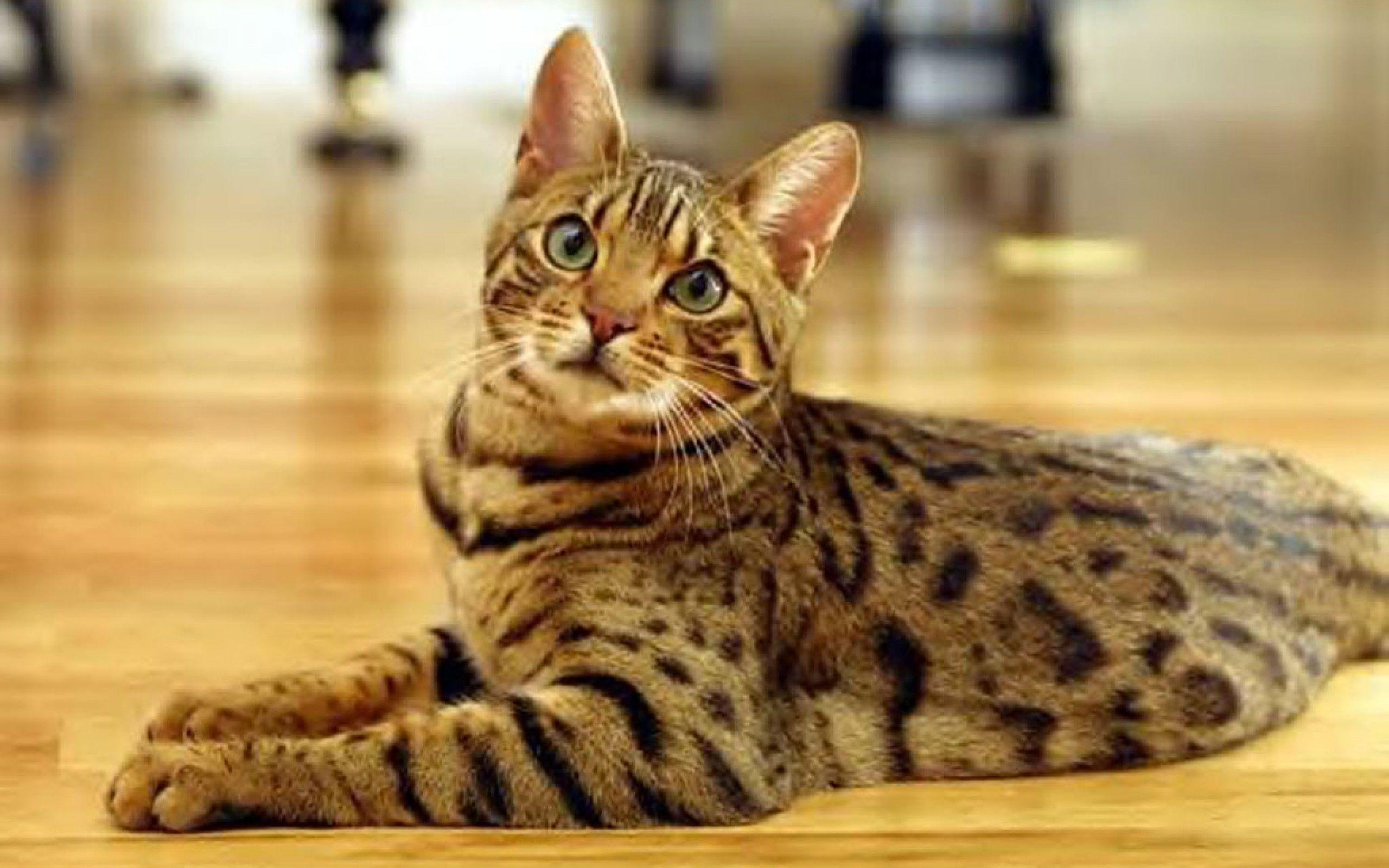 Cute Bengal Cat widescreen wallpapers