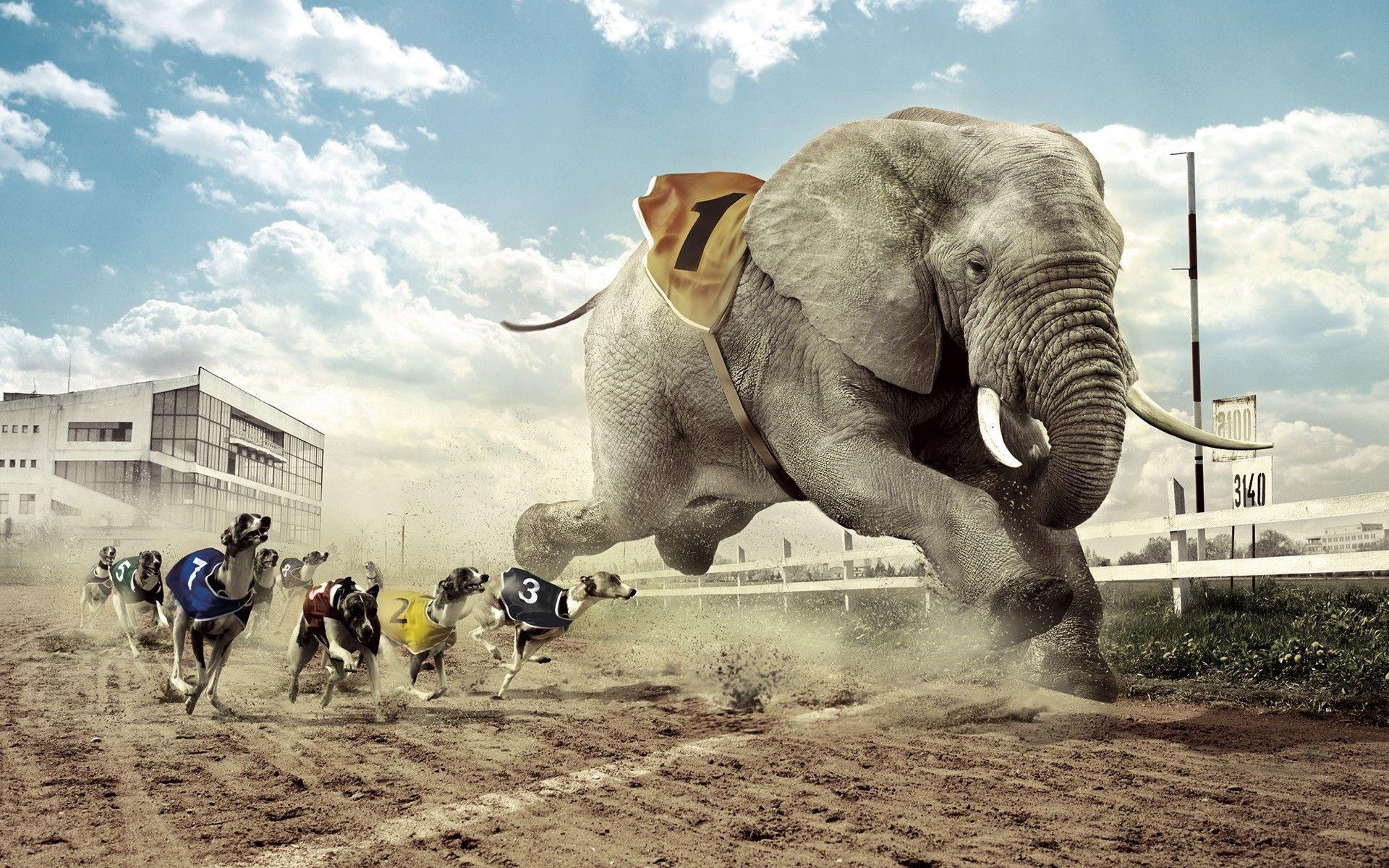 Dogs racing an elephant Wallpapers #