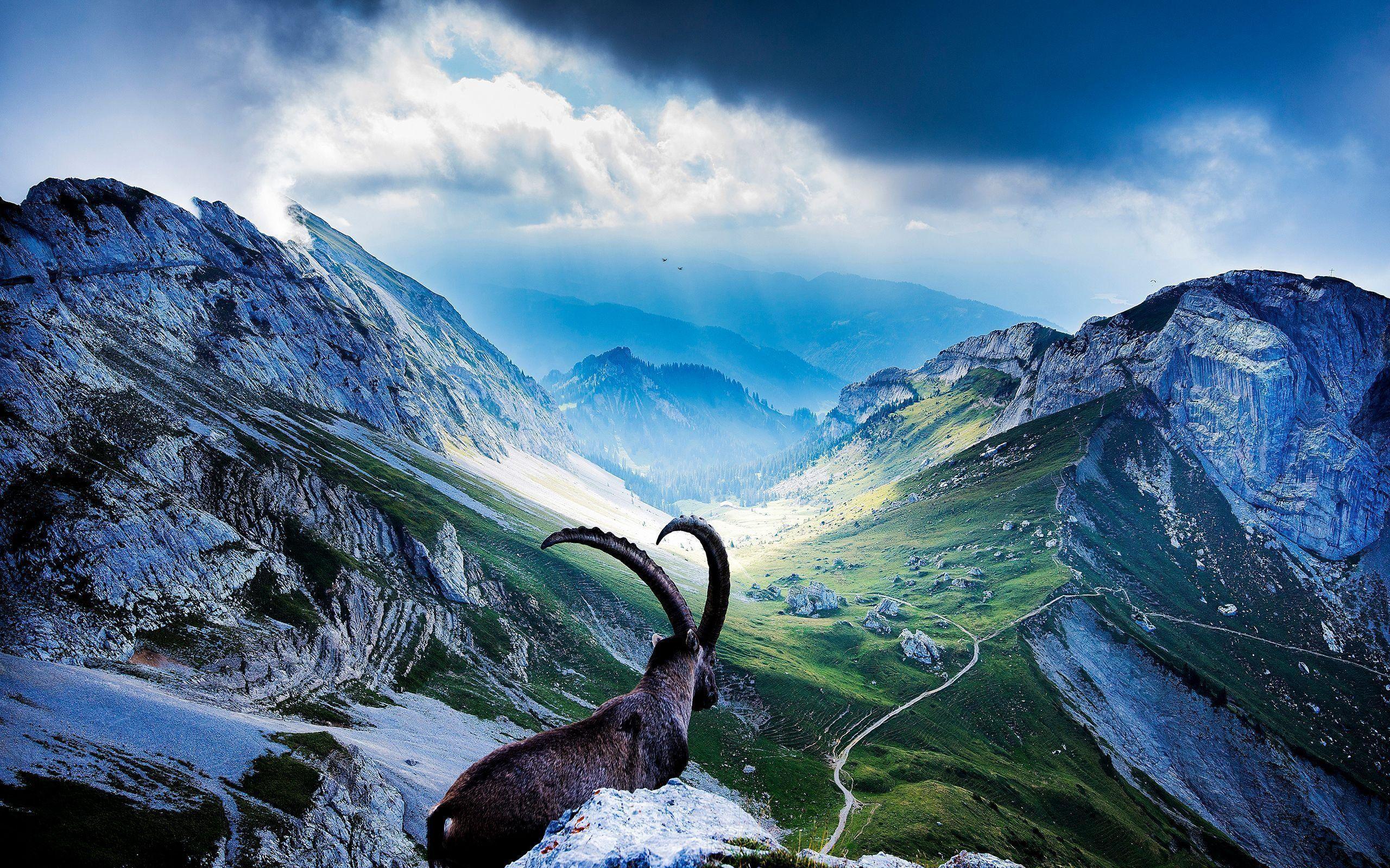 Capricorn Goats Wallpapers