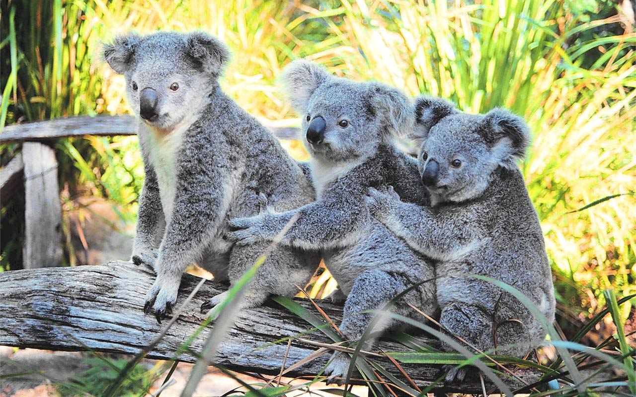 Fluffy Koalas HD Wallpapers