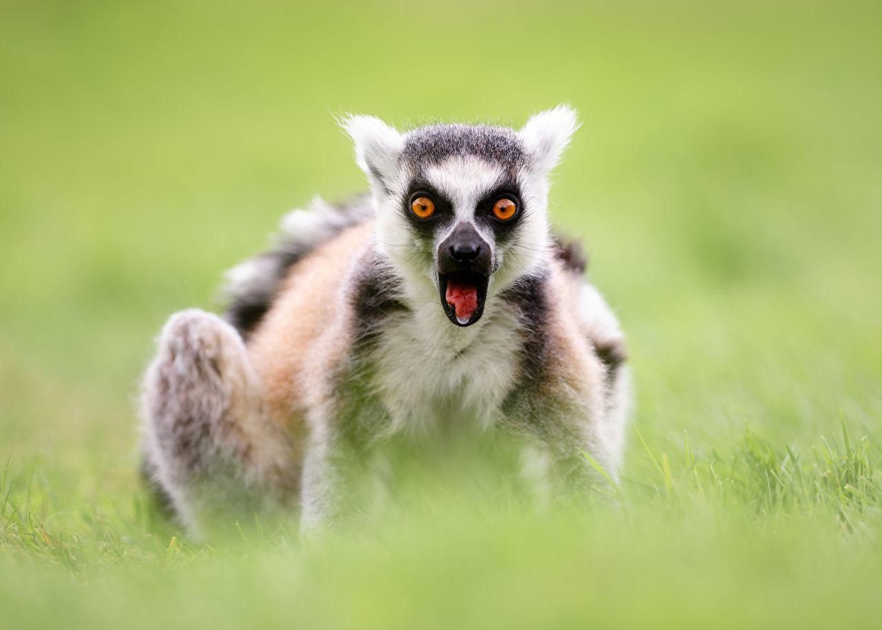 Wallpapers Lemurs Surprise emotion Ring