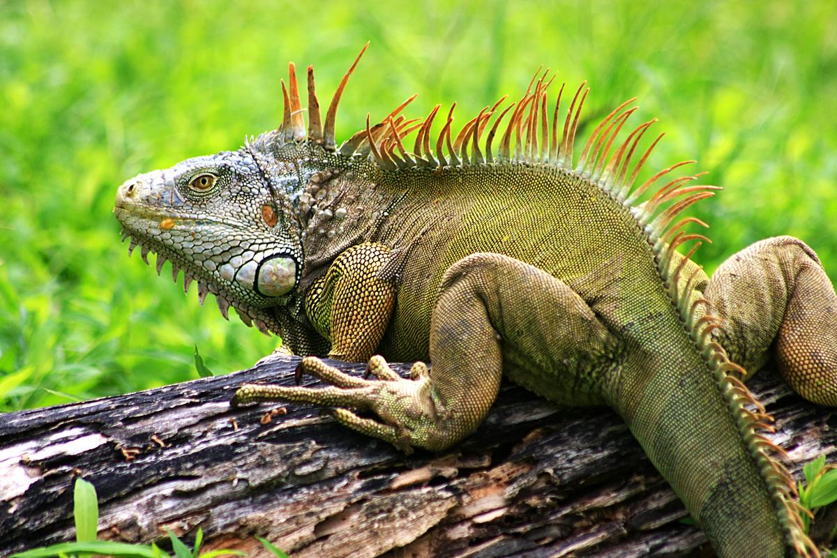 Iguana Wallpapers 1080p