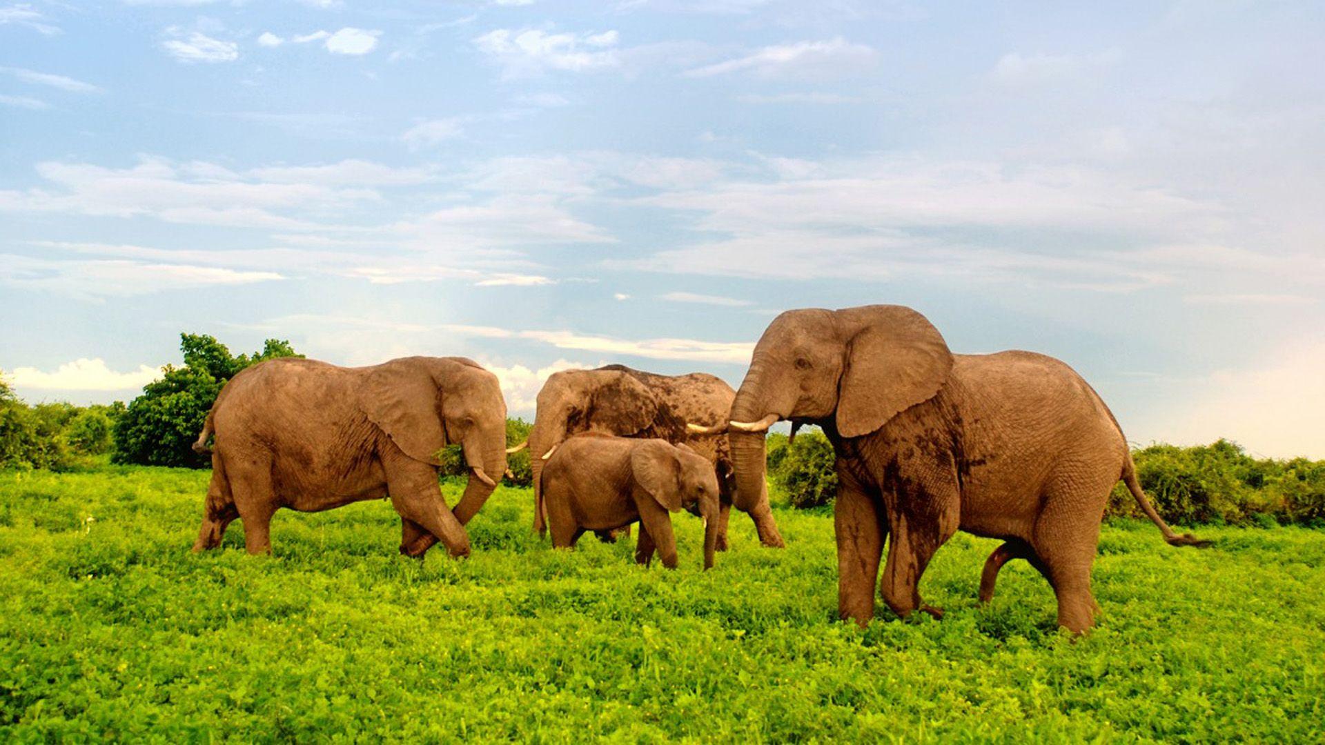 African Elephants In Chobe National Park, Botswana, Africa Desktop