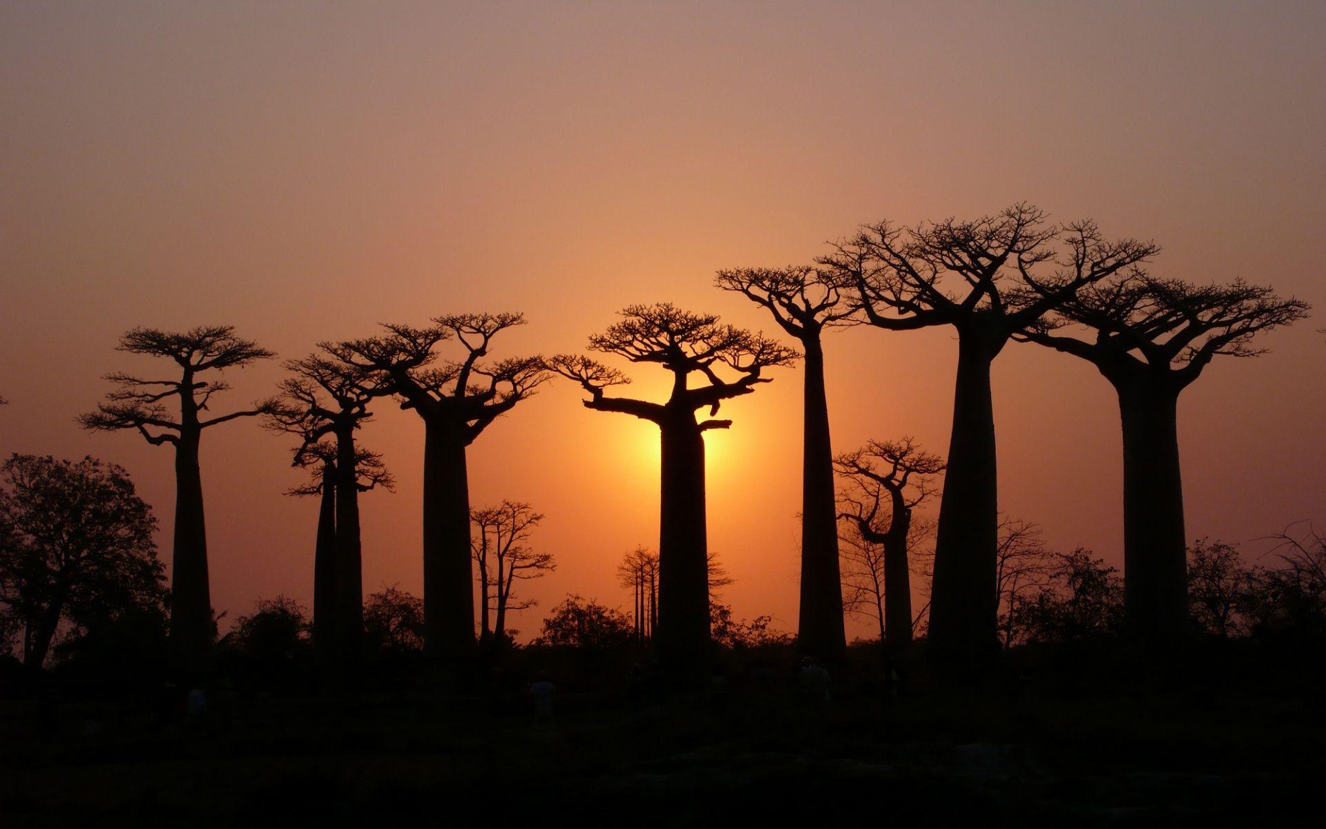 Baobab Tree