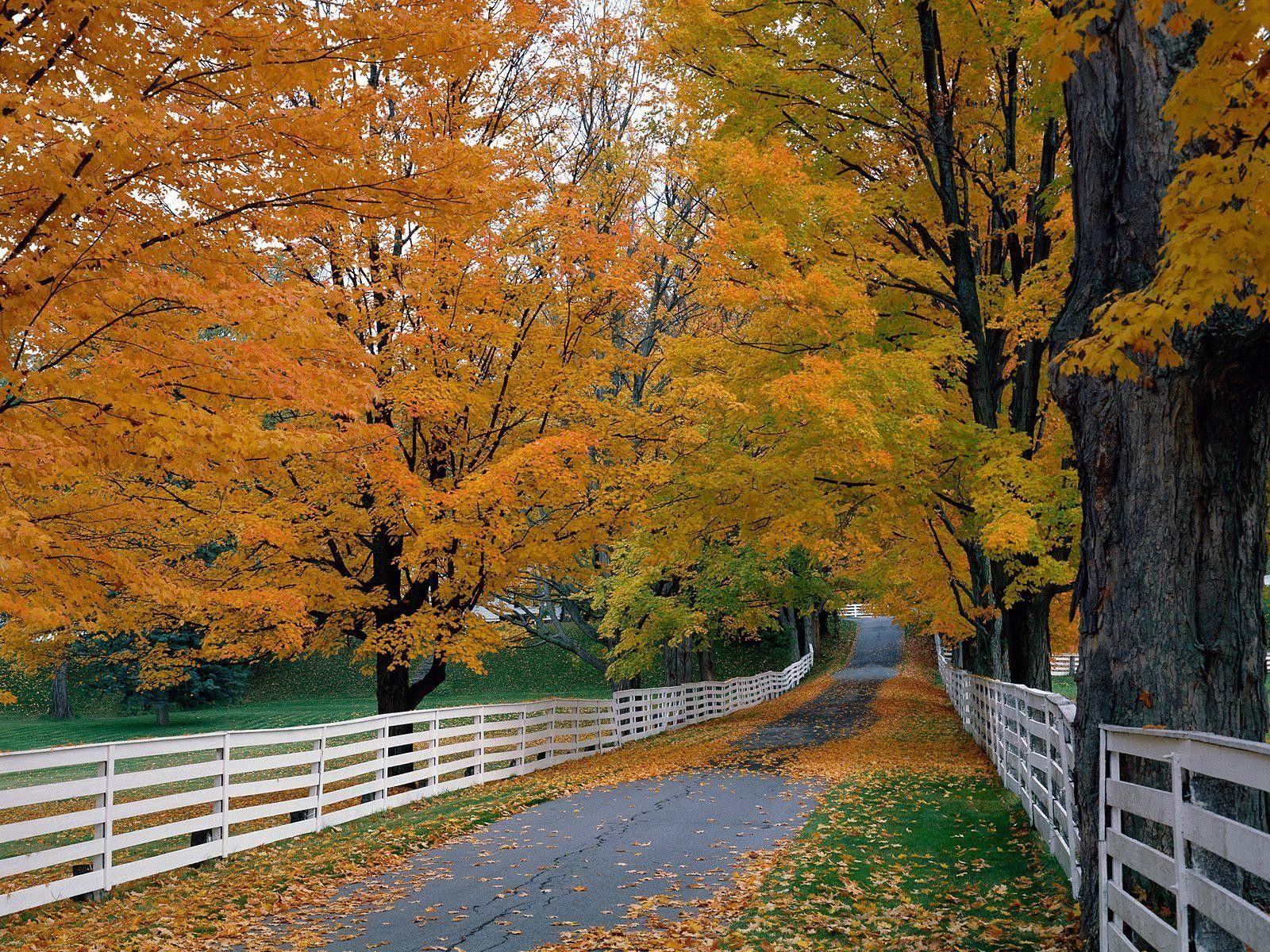 Forest: Autumn Hampshire Backroad Scenic New Fence Forest Wallpapers