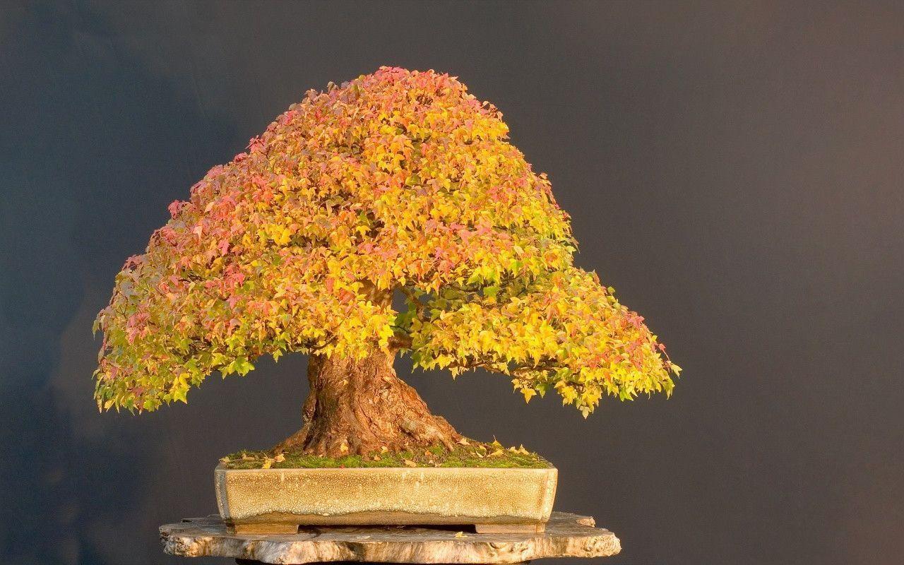 Bonsai Tree desktop PC and Mac wallpapers