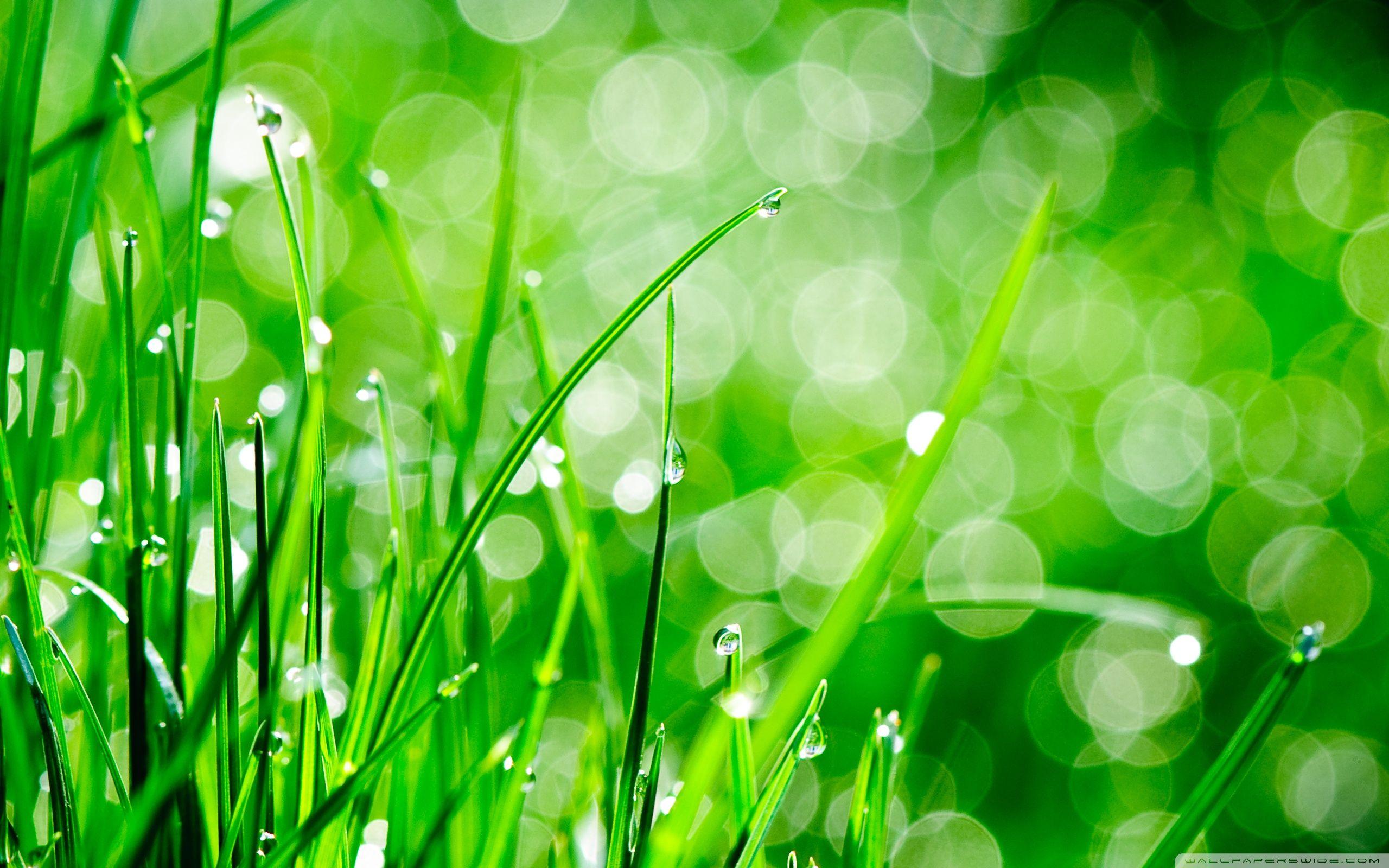 Water Drops On Grass ❤ 4K HD Desktop Wallpapers for 4K Ultra HD TV