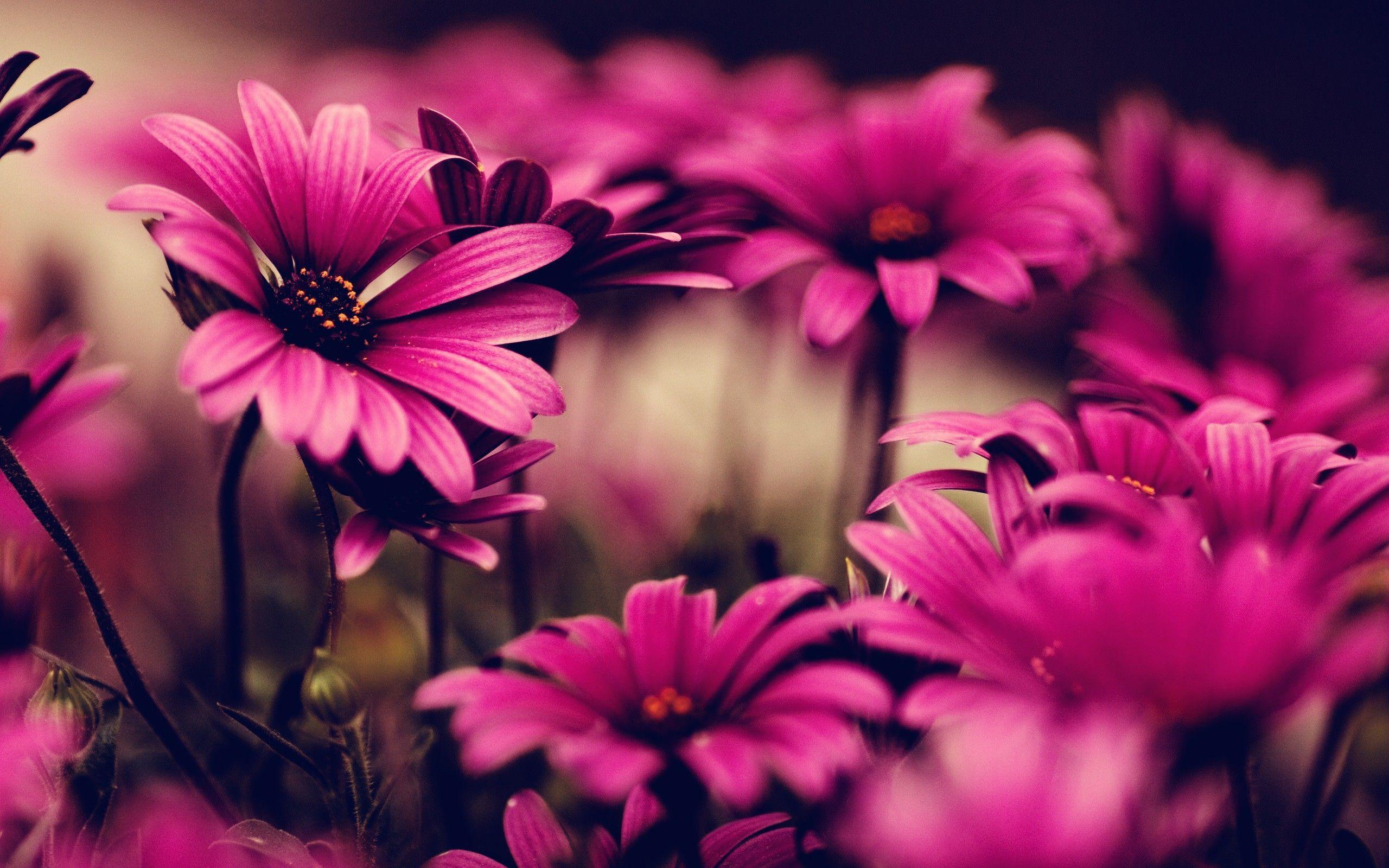 Pink Flower HD Wallpapers