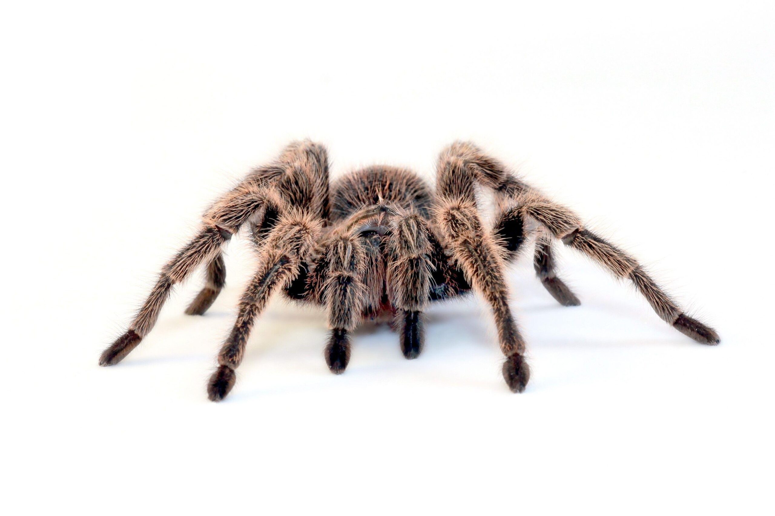 spiders, simple background, tarantula, white backgrounds :: Wallpapers