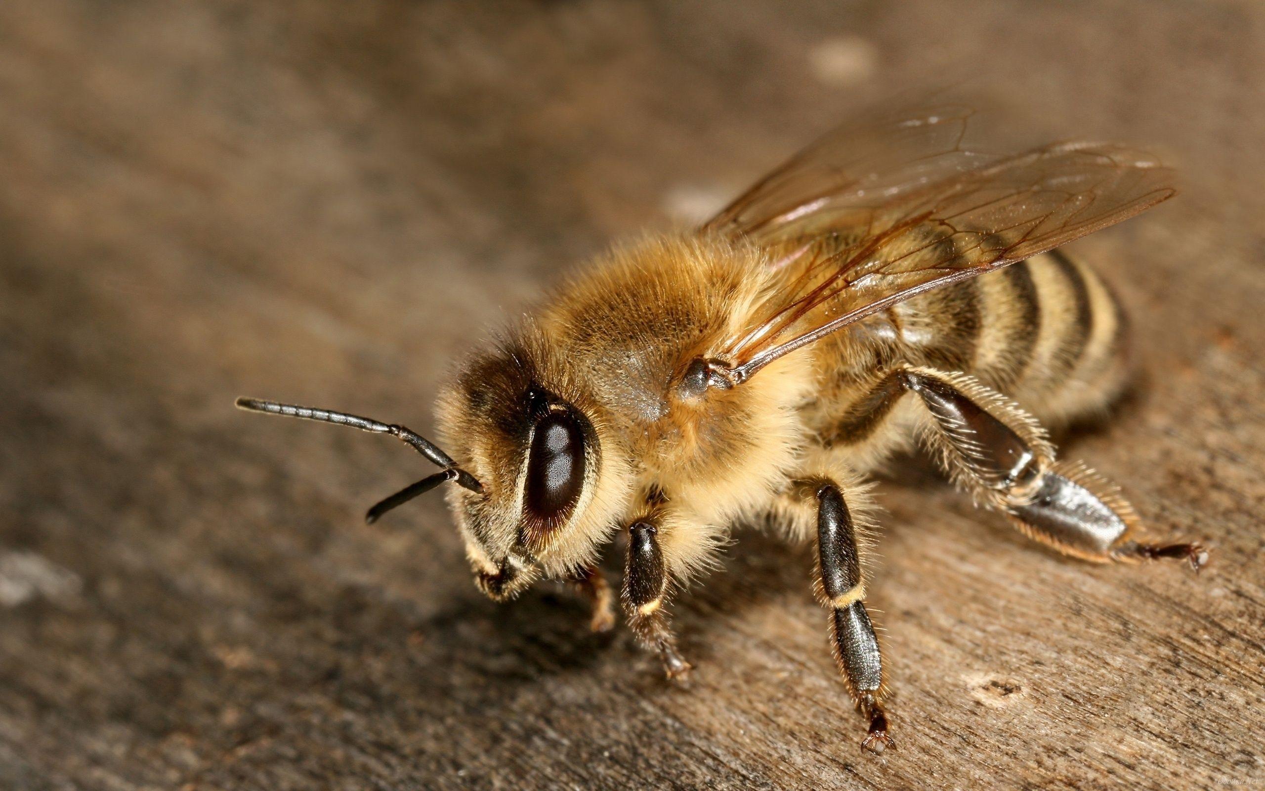 Honey Bee 21000 ~ HDWallSource