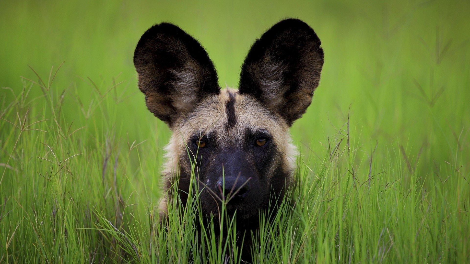 7 African wild dog HD Wallpapers