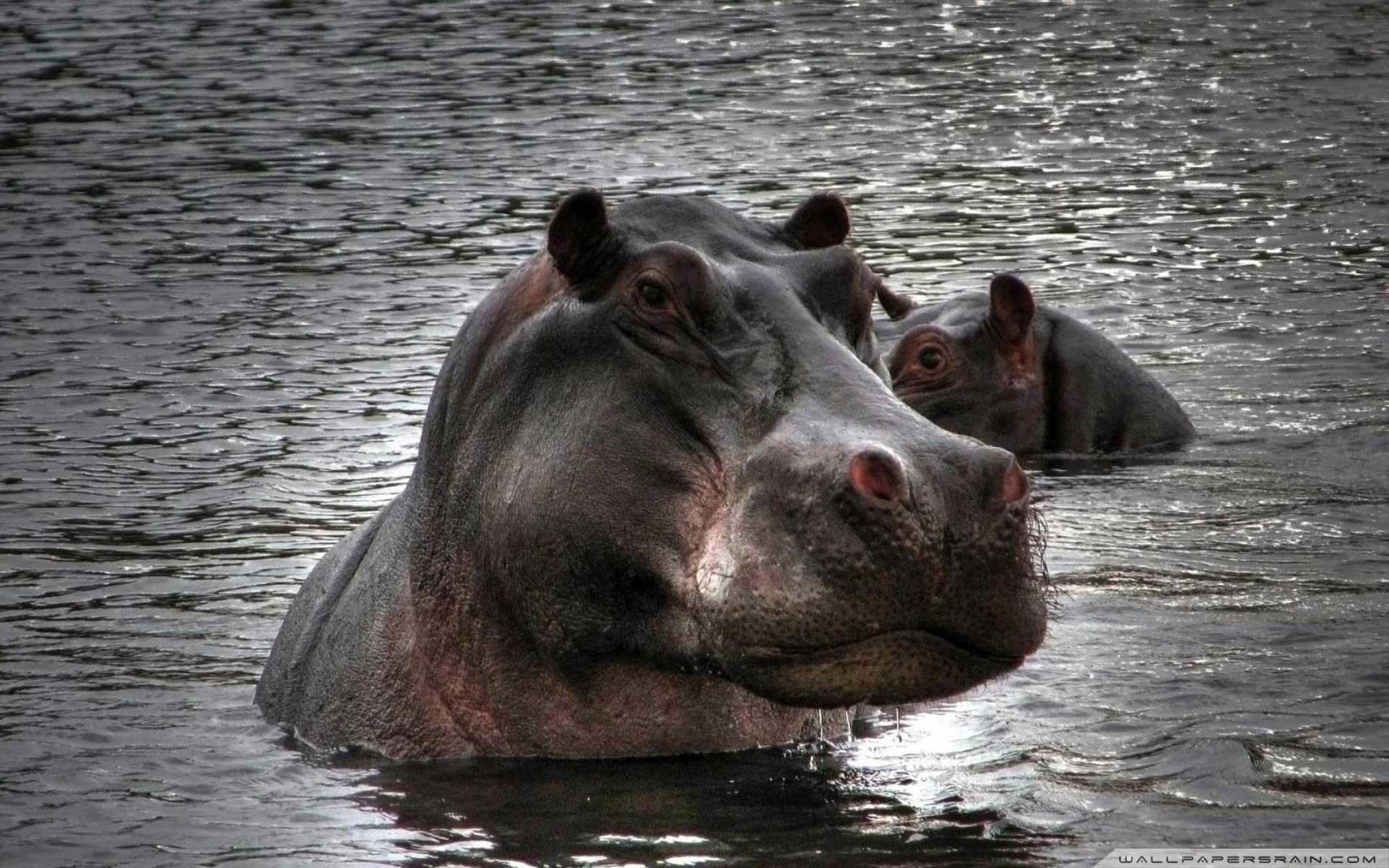 Hippopotamus Wallpapers