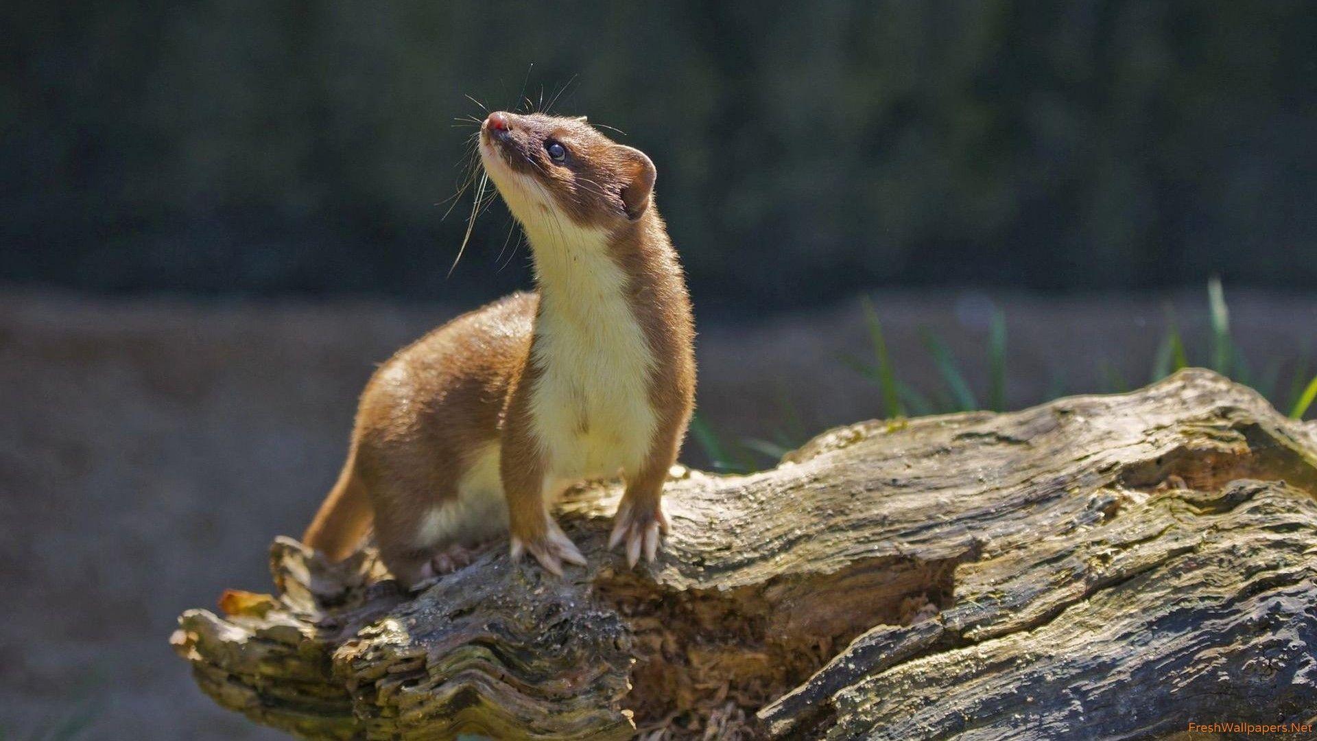 Weasel wallpapers