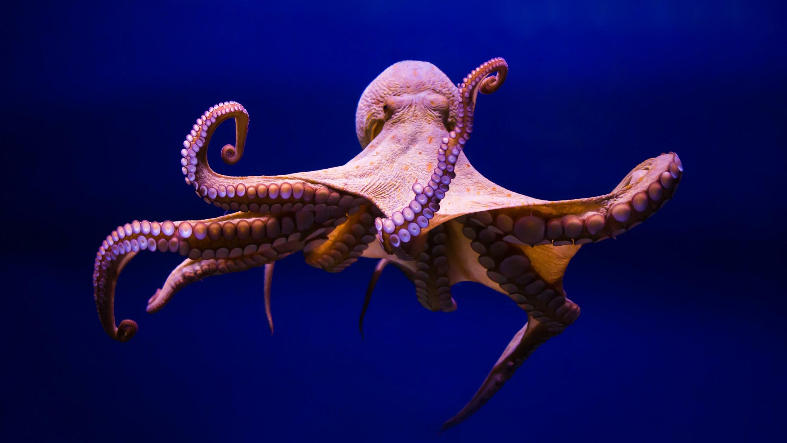 Octopus 4K UltraHD Wallpapers