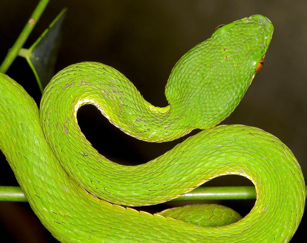 The World’s newest photos of trimeresurus and yellow