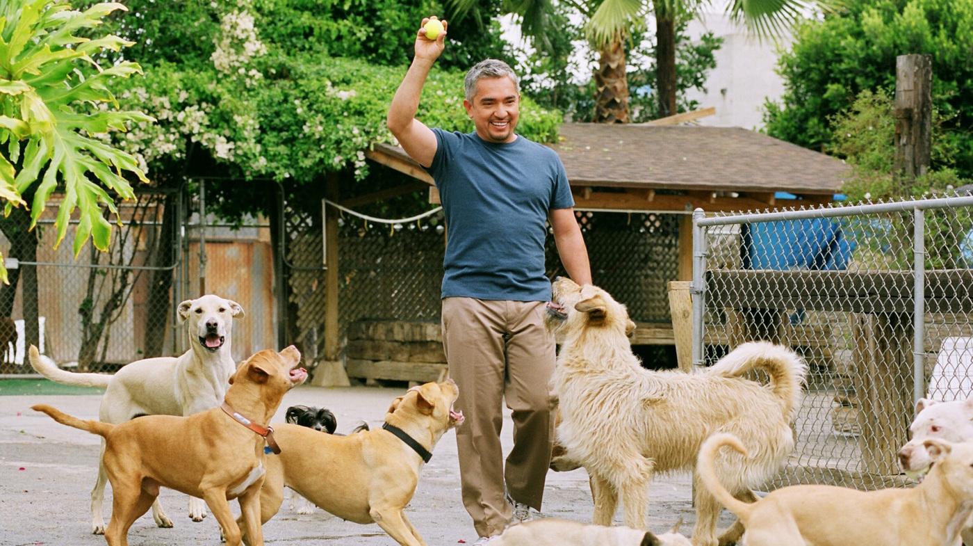 Cesar Millan’s Long Walk To Becoming The ‘Dog Whisperer’ : NPR