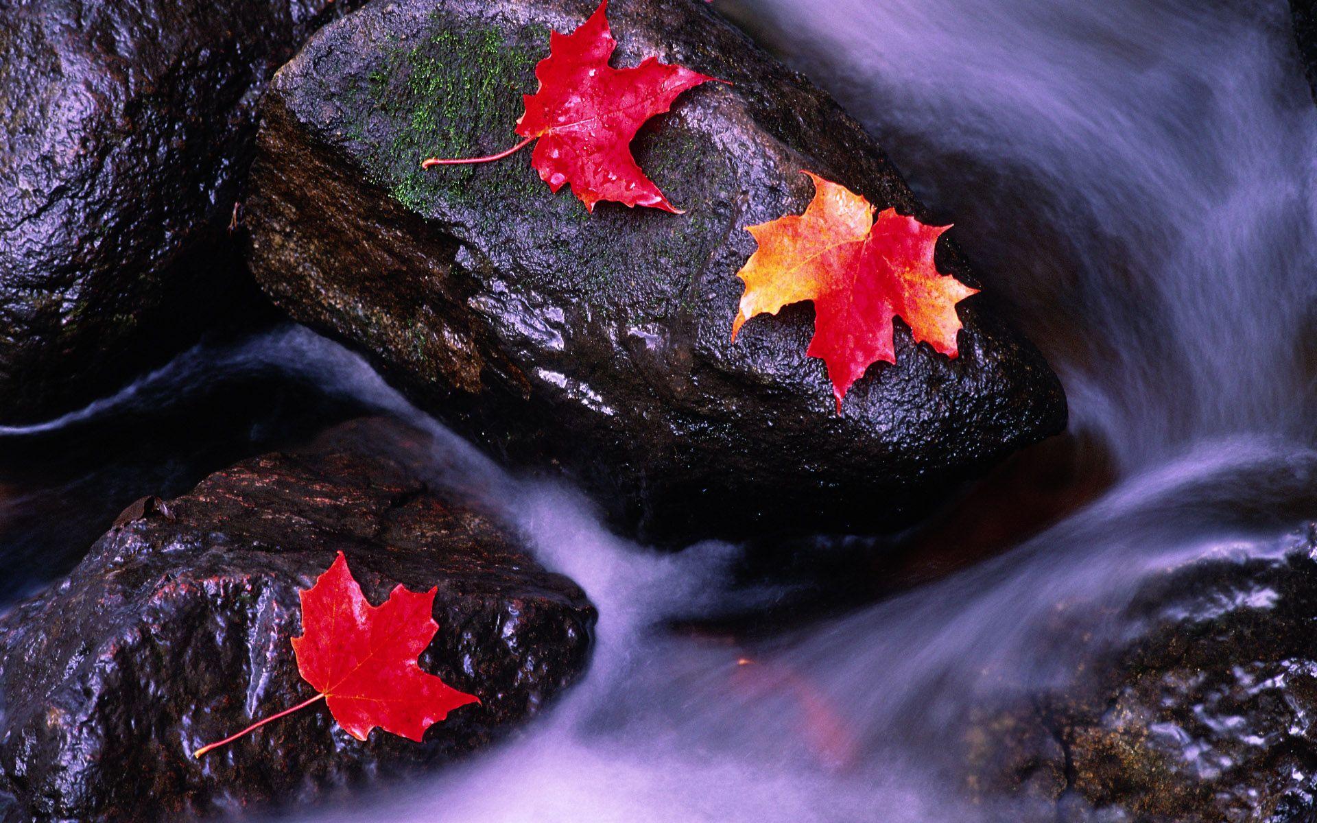 Rivers of Canada wallpapers and image