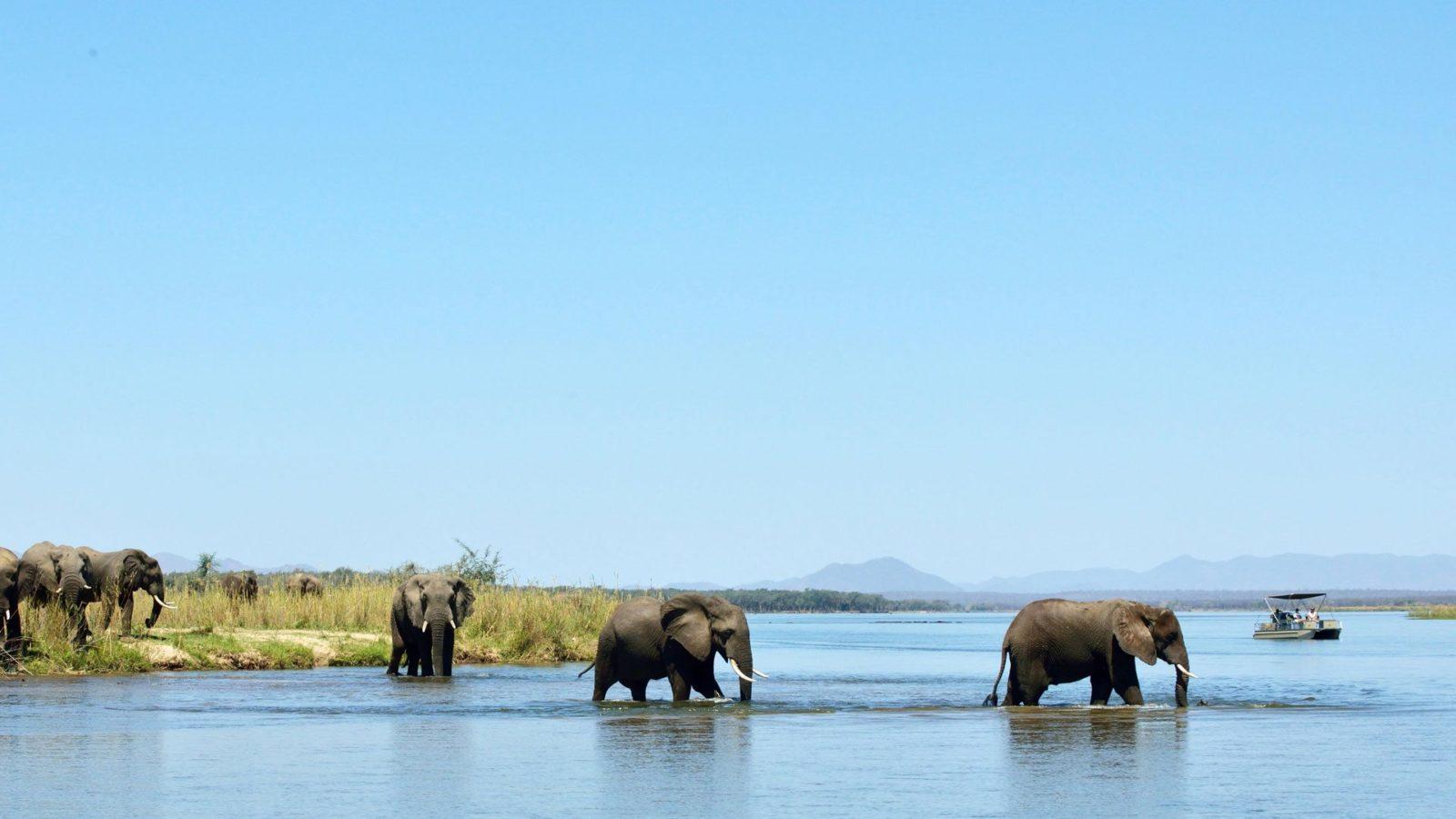 Navigate the Zambezi River on a Tranquil Boat Cruise