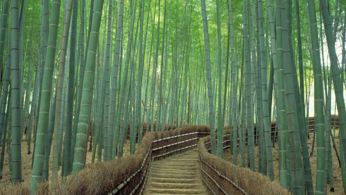 Sagano Bamboo Forest in Kyoto: One of world’s prettiest groves