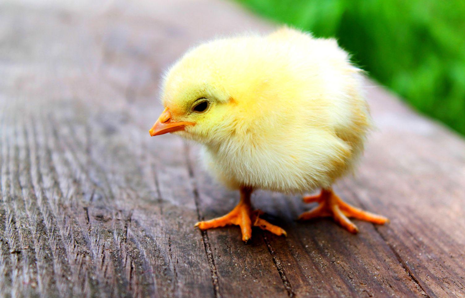 Wallpapers Hd Animal Chick