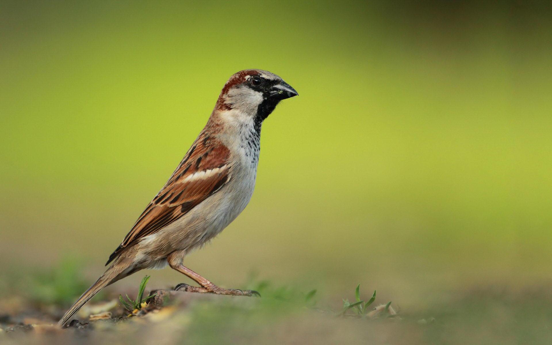 Sparrow Wallpapers Hd on WallpaperGet