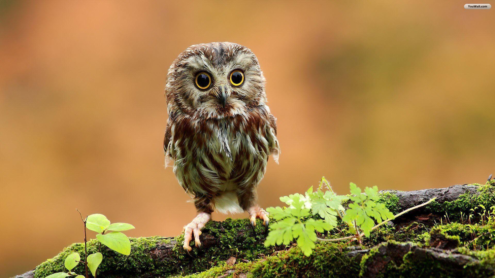 Free Owl Wallpapers 37302 Wallpapers